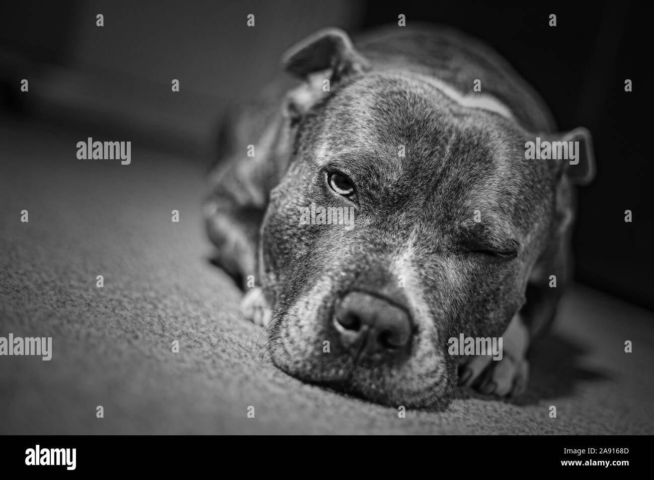 Portrait eines Hundes Staffordshire Bull Terrier Hund Ausdrücke schwarz-weiß Foto mit geringer Tiefenschärfe Stockfoto