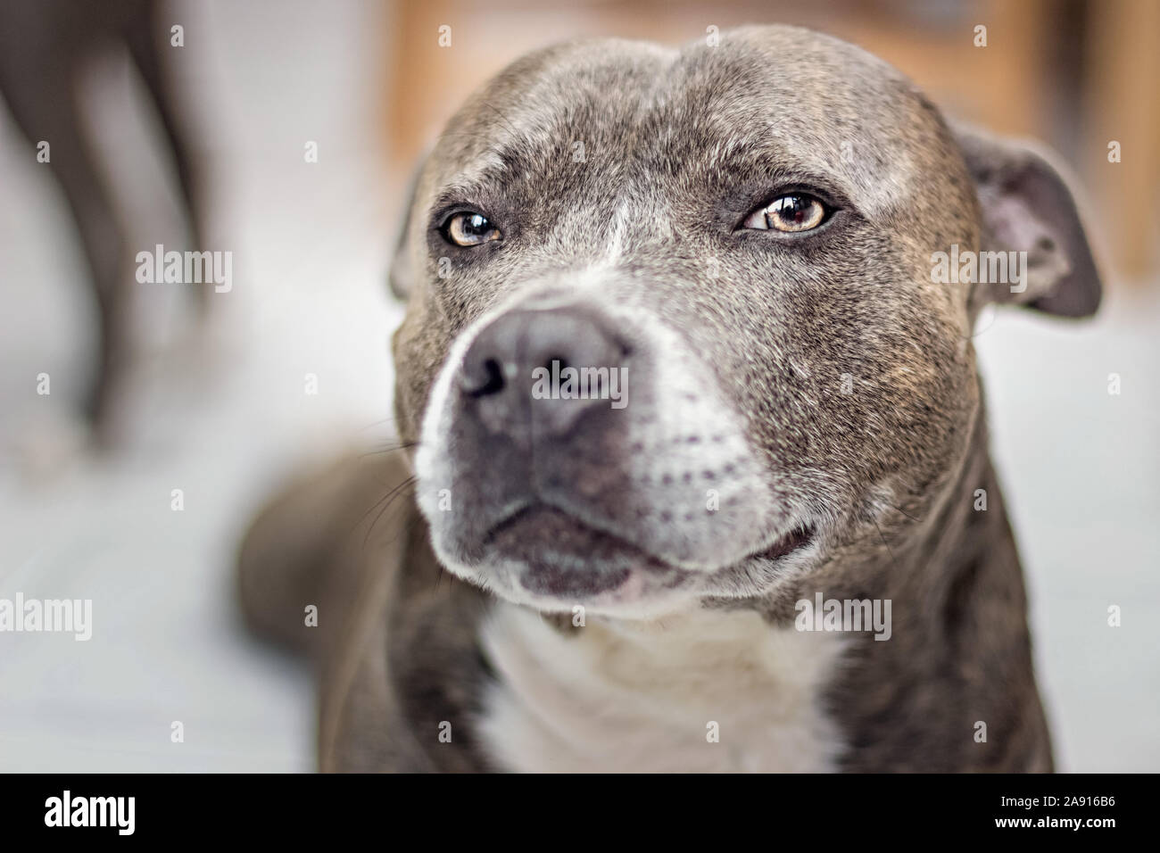 Portrait eines Hundes Staffordshire Bull Terrier Hund Ausdrücke schwarz-weiß Foto mit geringer Tiefenschärfe Stockfoto