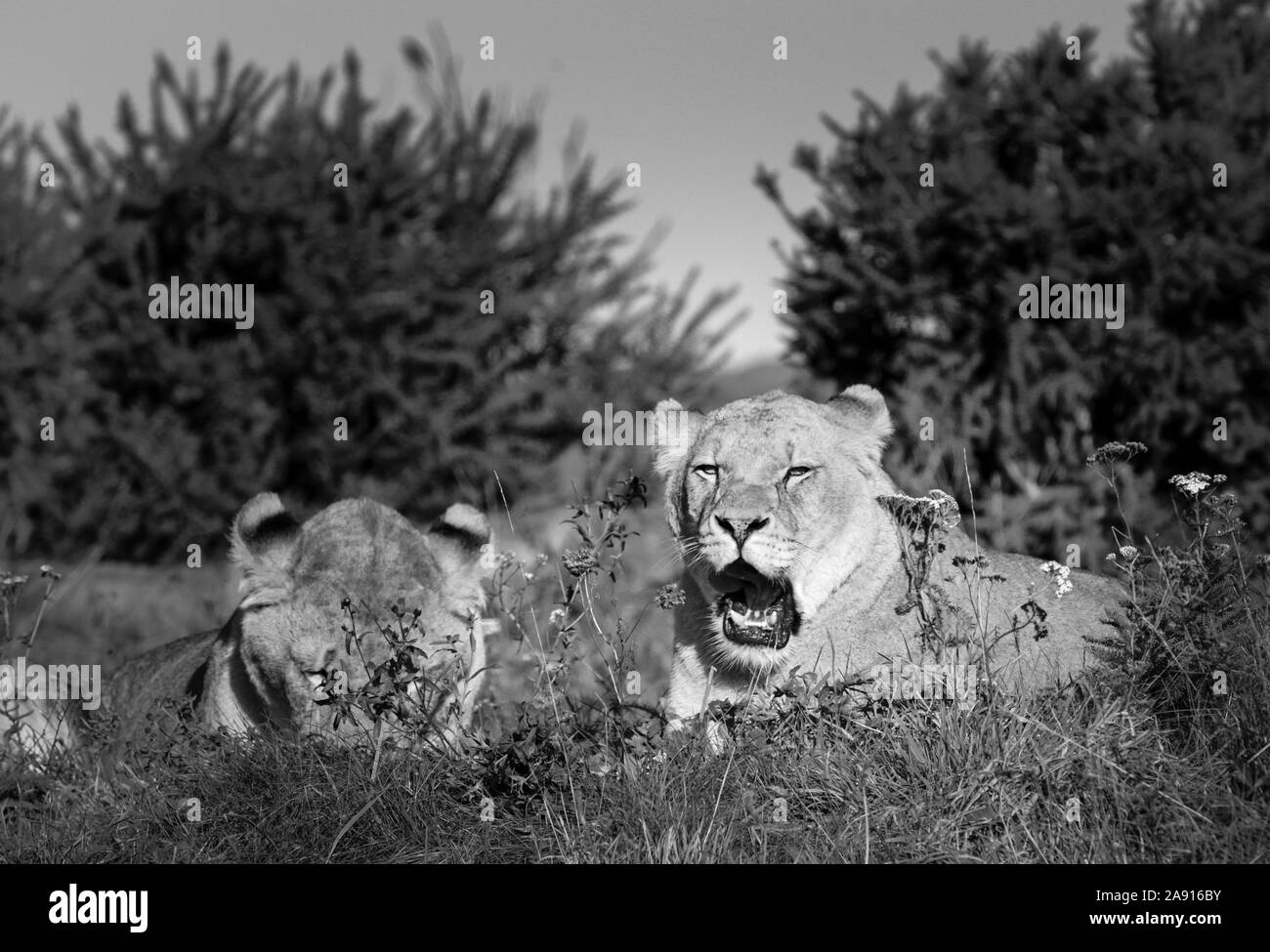 Am frühen Morgen Löwen Gähnen und entspannen in der langen Gras an der West Midlands Safari Park Kidderminster Birmingham Stockfoto
