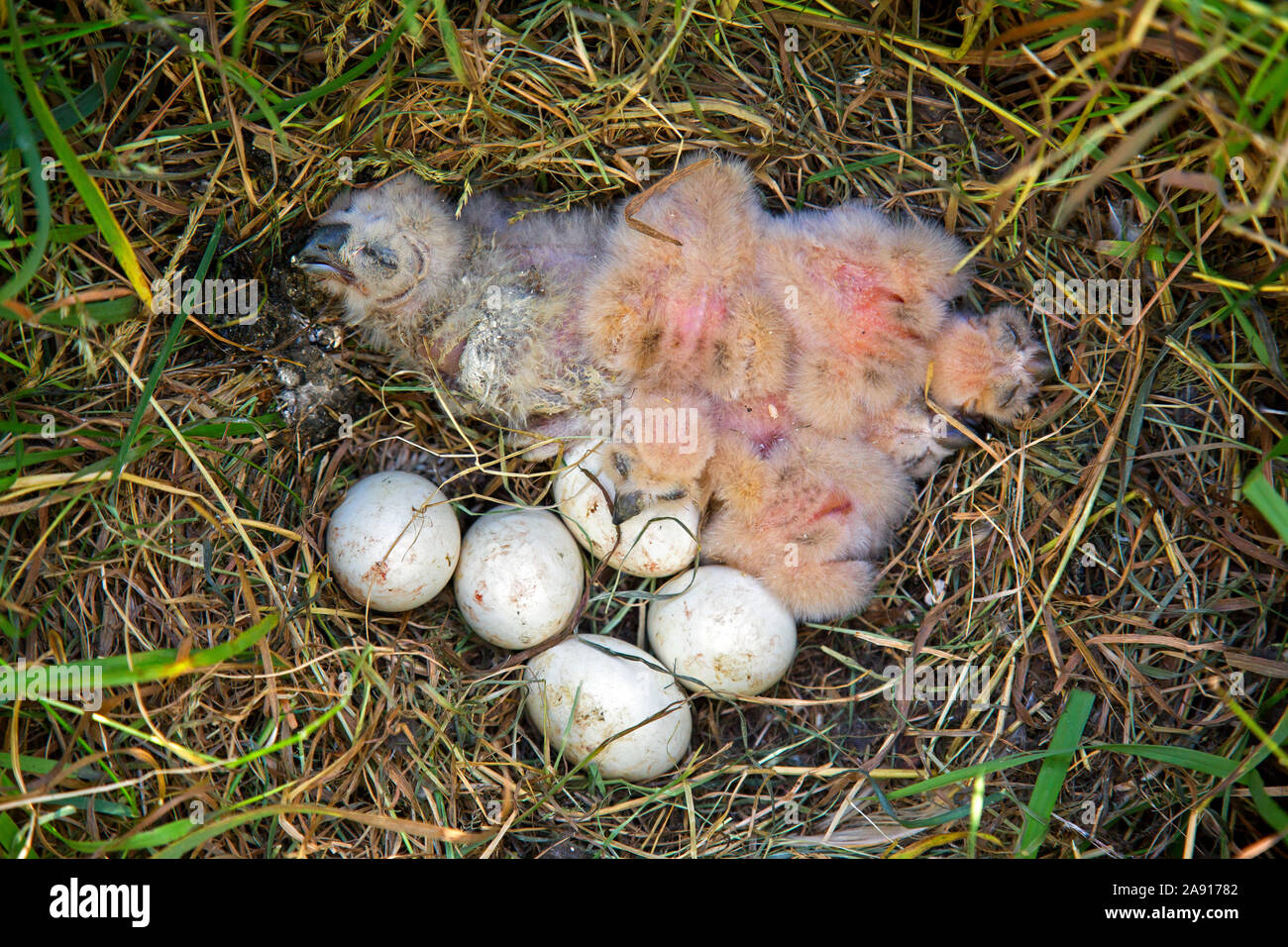 Sumpfohreule (Asio flammeus/Asio accipitrinus) Küken und Kupplung der Eier im Nest auf dem Boden im Grünland Stockfoto