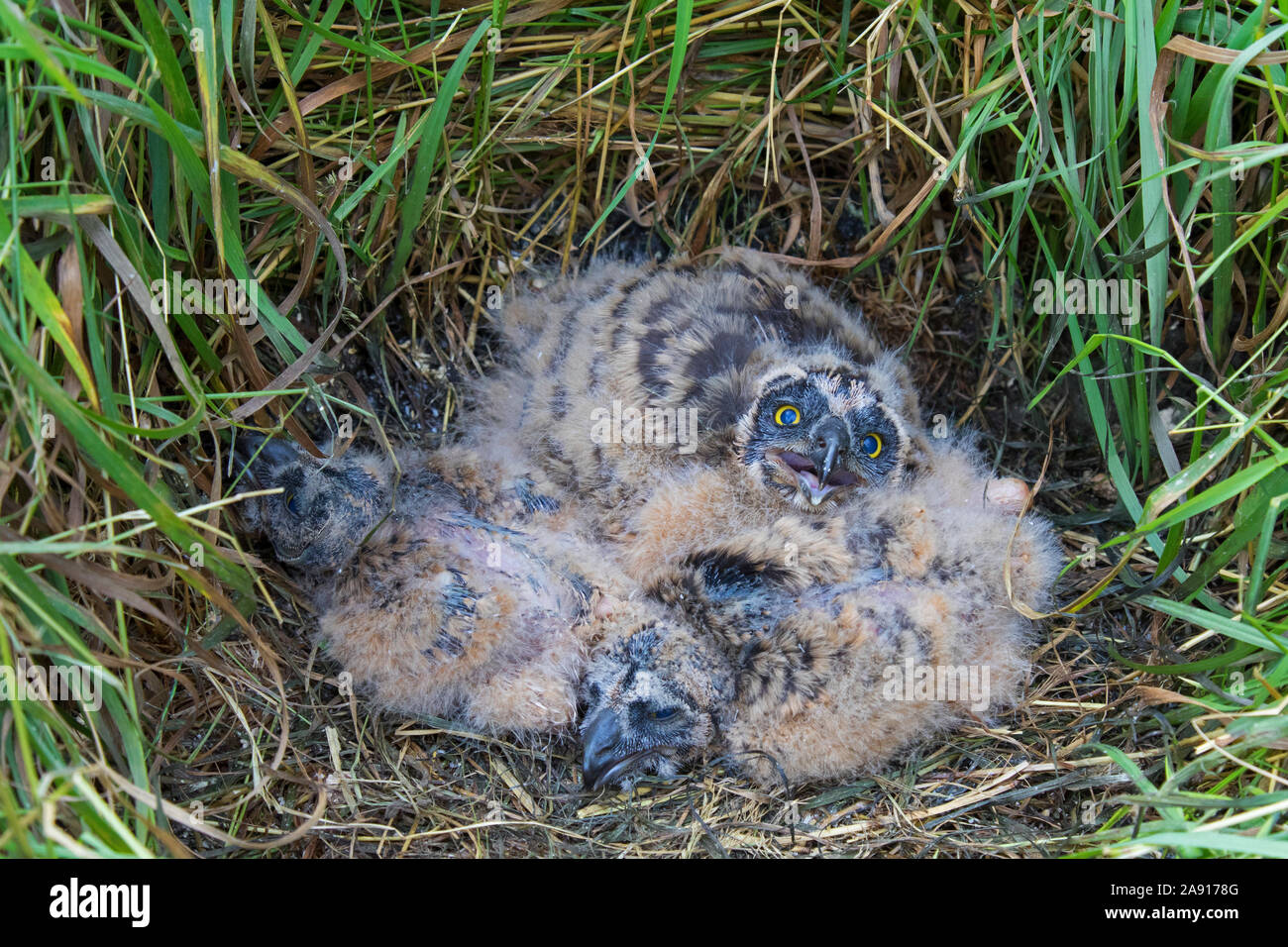 Sumpfohreule (Asio flammeus/Asio accipitrinus) Küken in Nest auf dem Boden im Grünland Stockfoto