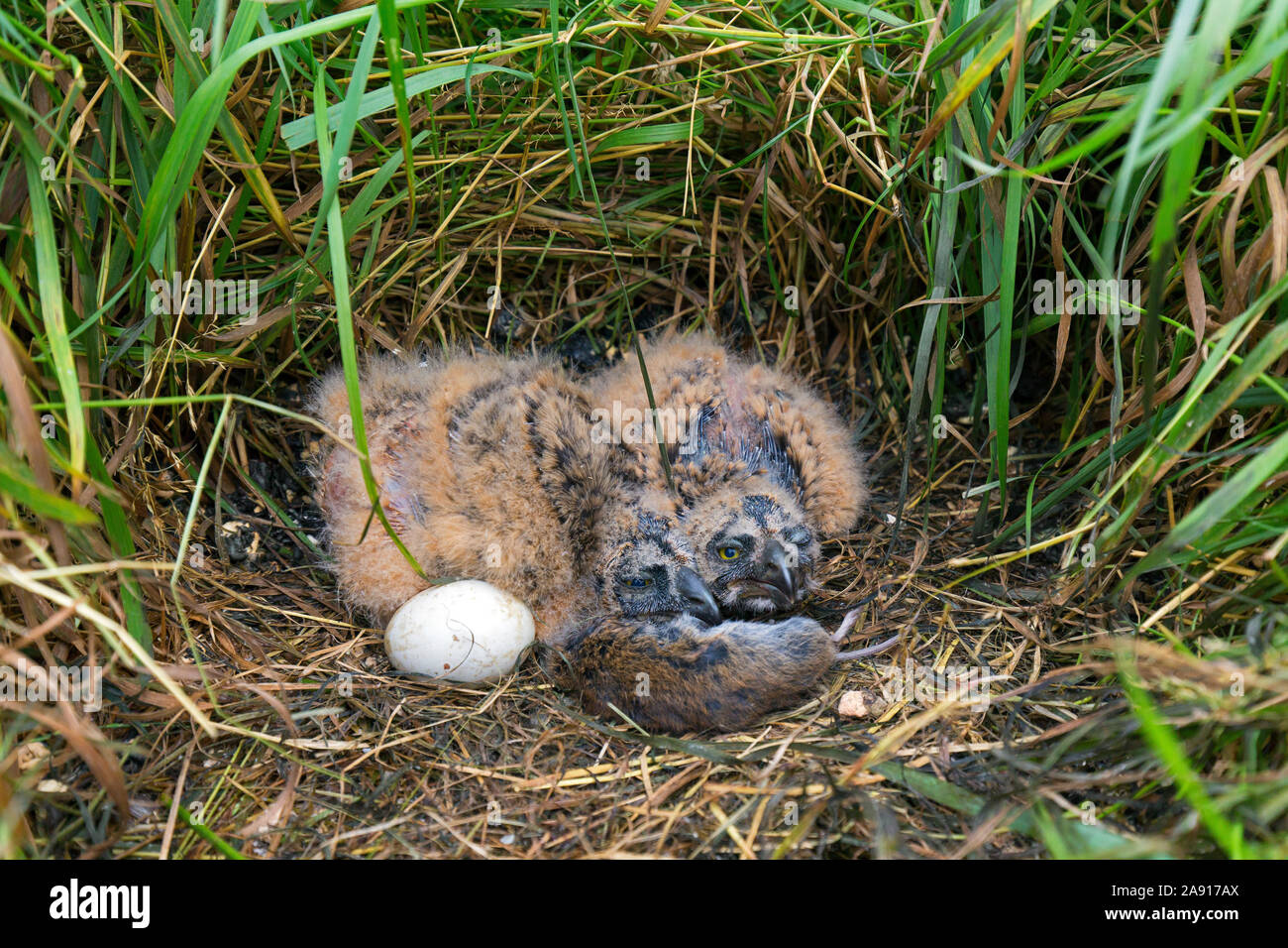 Sumpfohreule (Asio flammeus/Asio accipitrinus) ei und zwei Küken im Nest auf dem Boden im Grünland mit Toten vole Beute als Lebensmittel Stockfoto