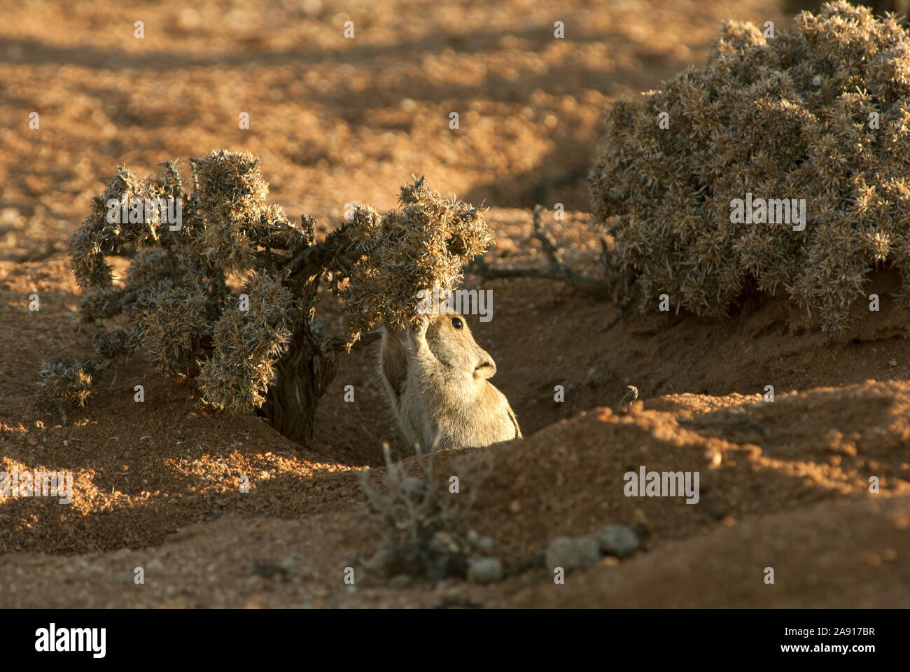 Brent's Pfeifen Ratte (Parotomys brantsi) Fütterung auf Strauch, Goegap, Namaqualand, Südafrika. Stockfoto