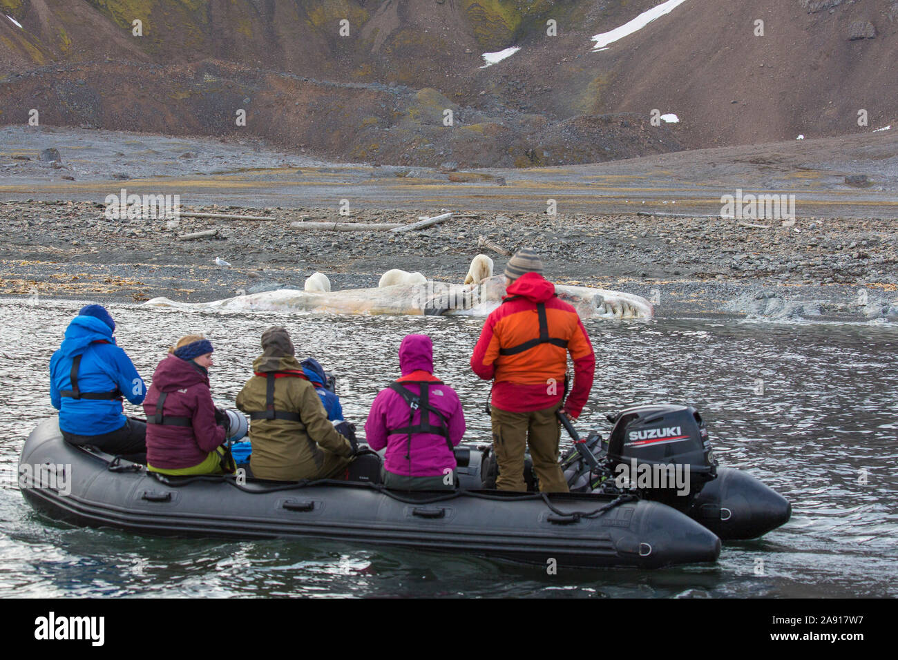 Eco - Touristen im Tierkreis, die Bilder von scavenging Eisbären (Ursus maritimus) Fütterung auf Kadaver gestrandeter Pottwal, Svalbard/Spitzbergen Stockfoto