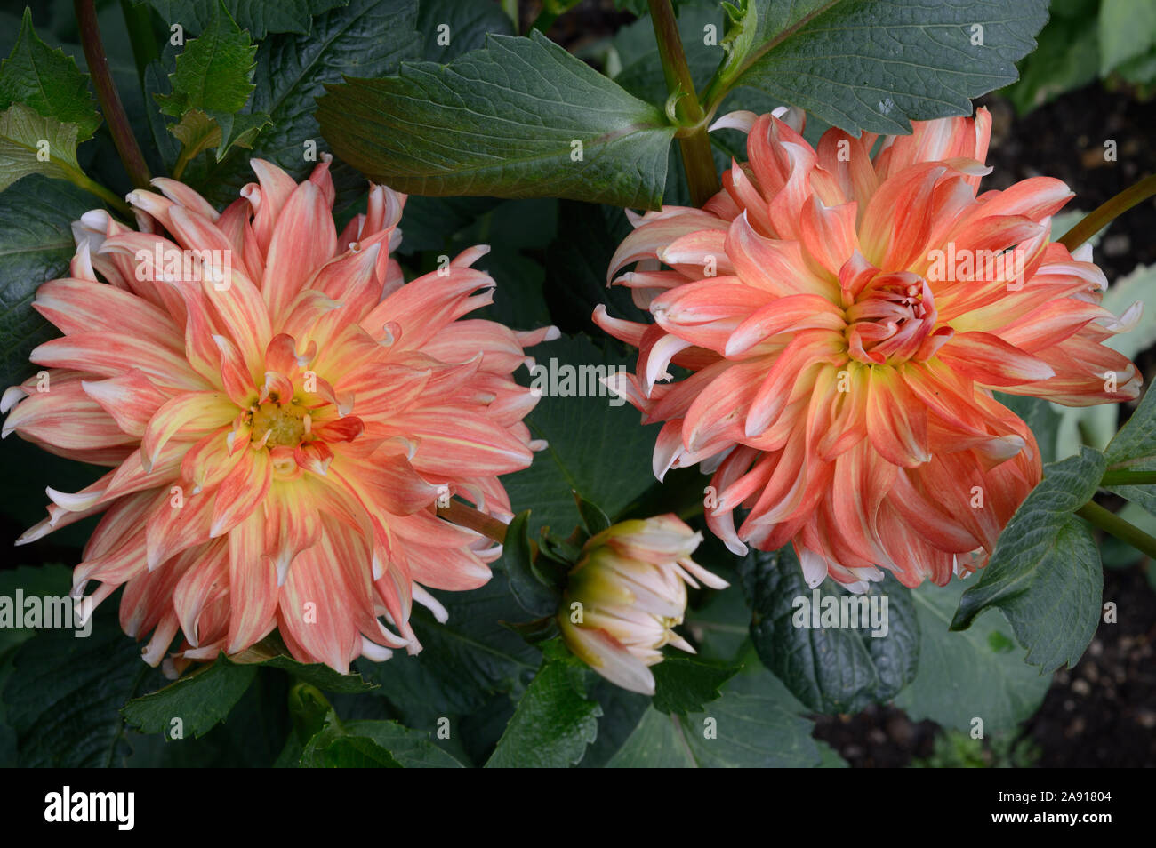 Dahlie. Penny Lane. Dekorativ. In der Nähe von zwei Gestreifte rosafarbene Blumen Stockfoto