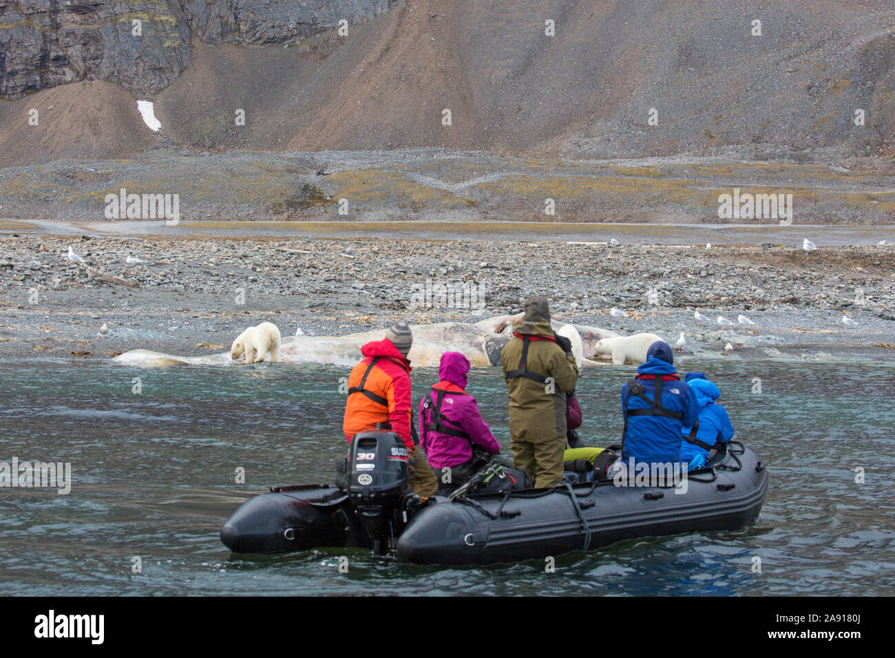 Eco - Touristen im Tierkreis, die Bilder von scavenging Eisbären (Ursus maritimus) Fütterung auf Kadaver gestrandeter Pottwal, Svalbard/Spitzbergen Stockfoto
