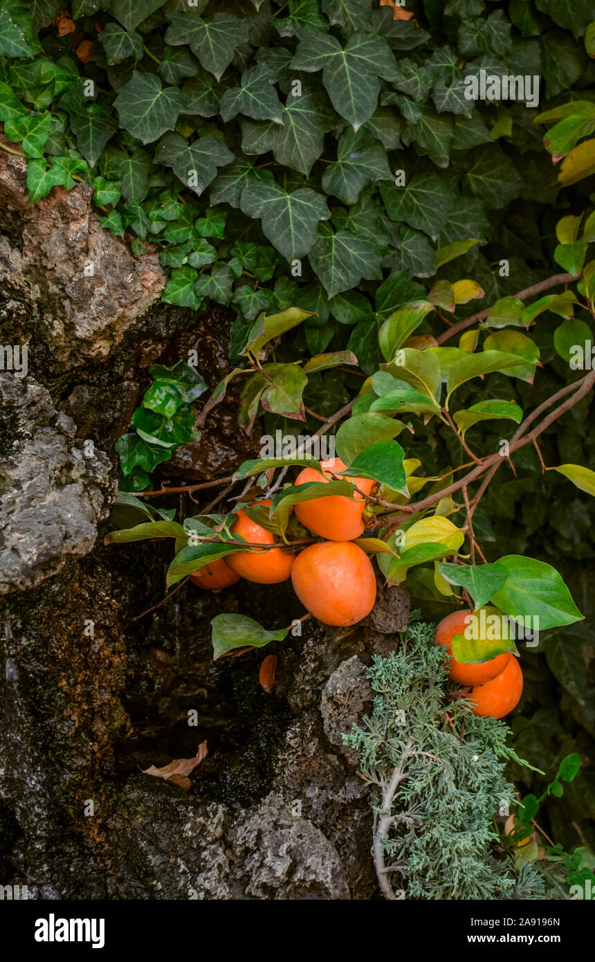 Orange große Früchte der reife Persimonen auf verbogene unter dem Gewicht der Äste liegen auf den Steinen unter anderen Pflanzen im Garten wächst Stockfoto