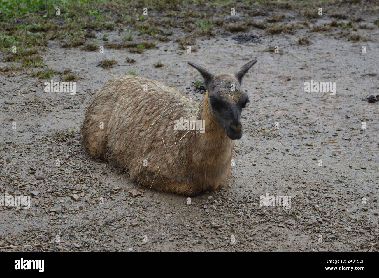 Llama in einem natürlichen Park an einem regnerischen Tag Stockfoto