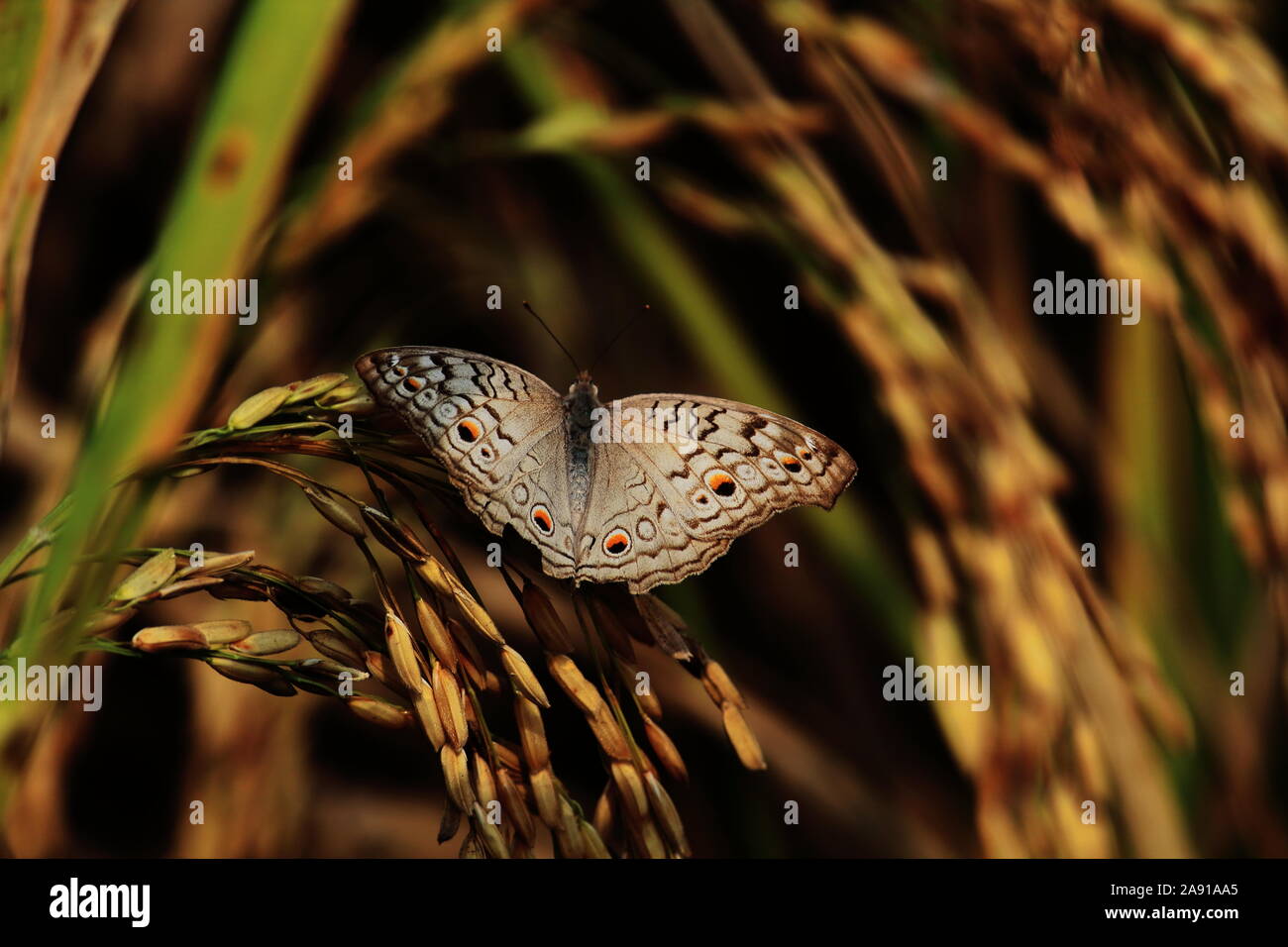 Orientalische grau Tischset Schmetterling (Junonia atlites) sitzen auf garbe von Paddy in einem Reisfeld, auf dem Land von Westbengalen, in der Nähe von Kolkata in Indien Stockfoto