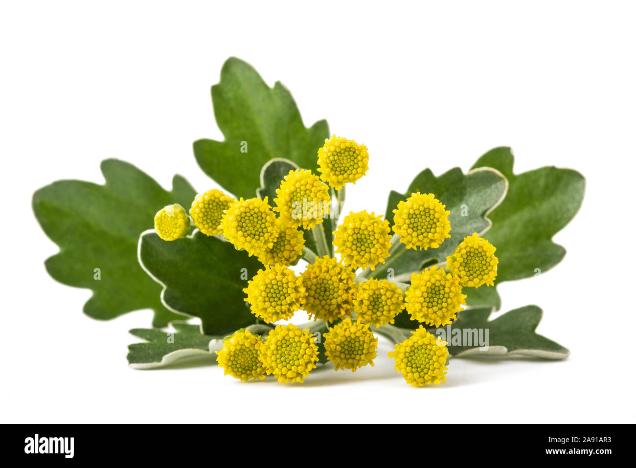 Gold und Silber Chrysantheme isoliert auf weißem Stockfoto