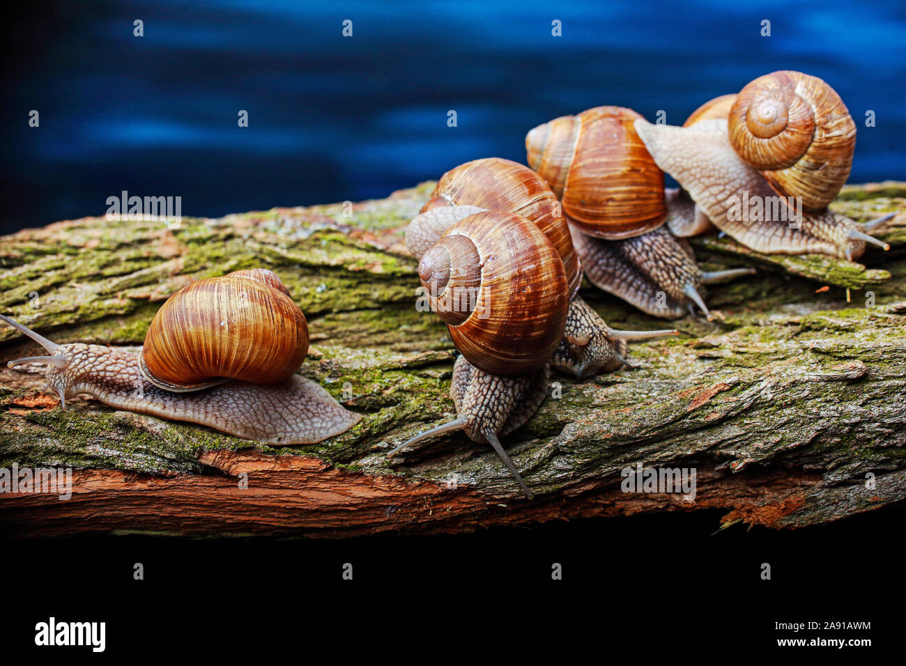 Große Schnecken kriechen Eins zu Eins im Studio Stockfoto