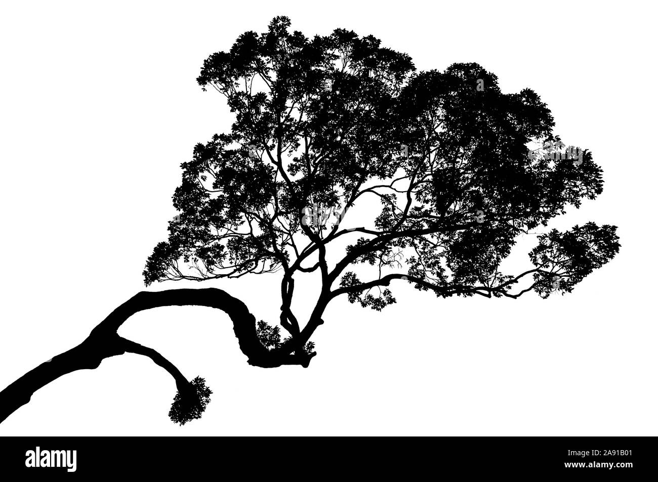 Silhouette eines Baumes auf weißem Hintergrund, clipping path enthalten Stockfoto