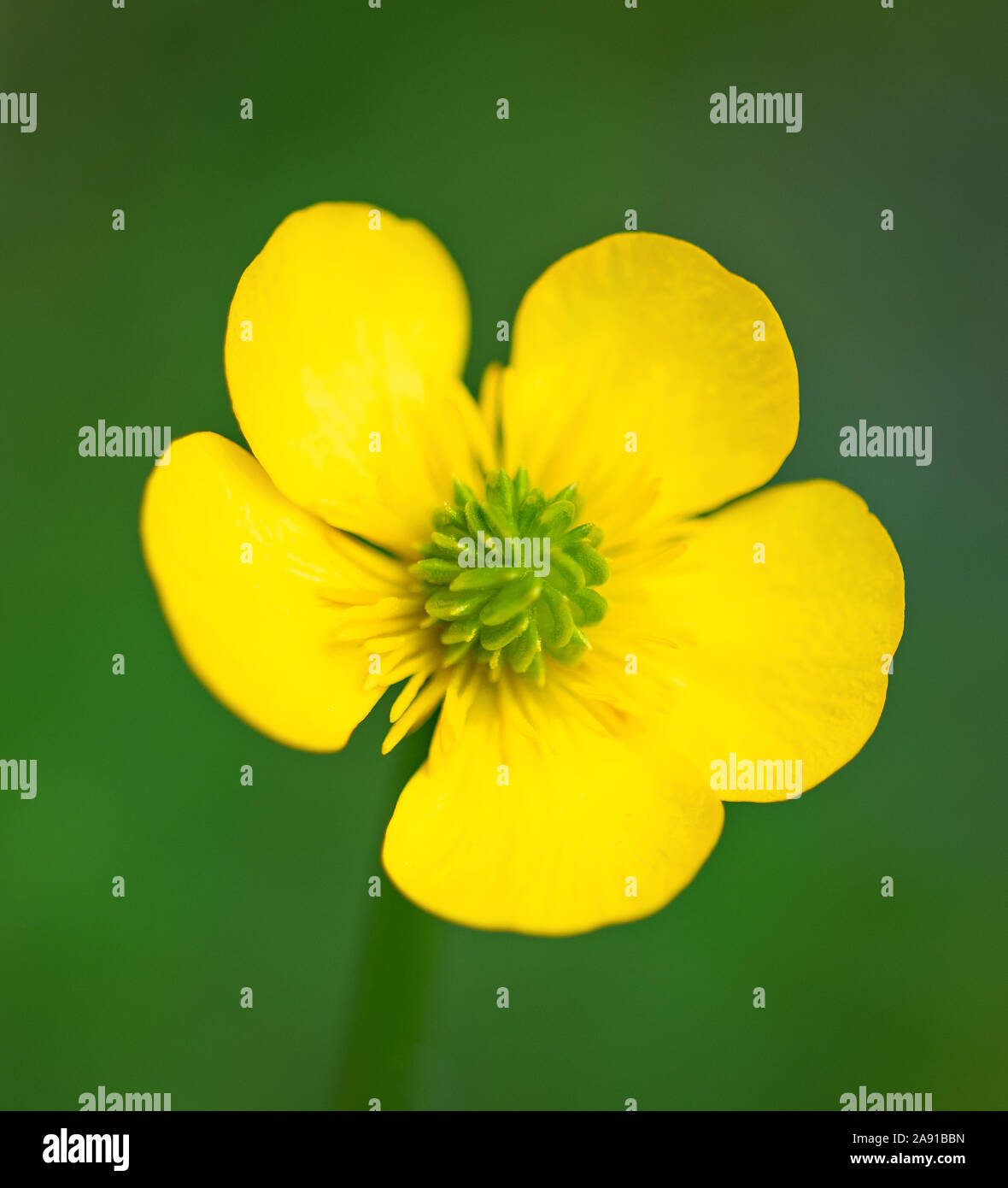 St. Anthony's Rübe Blume auf unscharfen Hintergrund Stockfoto