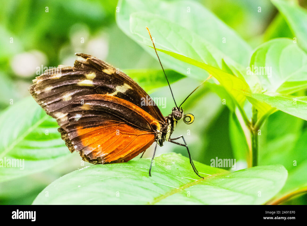 Heliconius Schmetterling mit tropischen Pflanzen Stockfoto