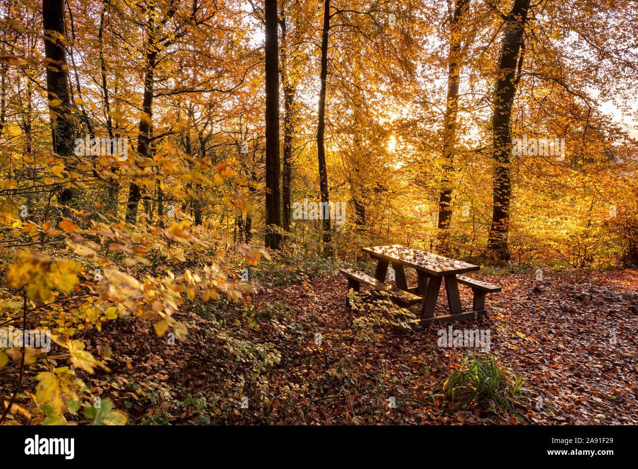 Holzbank in herbstlicher Wald im unteren Wye Valley, Wales. Stockfoto
