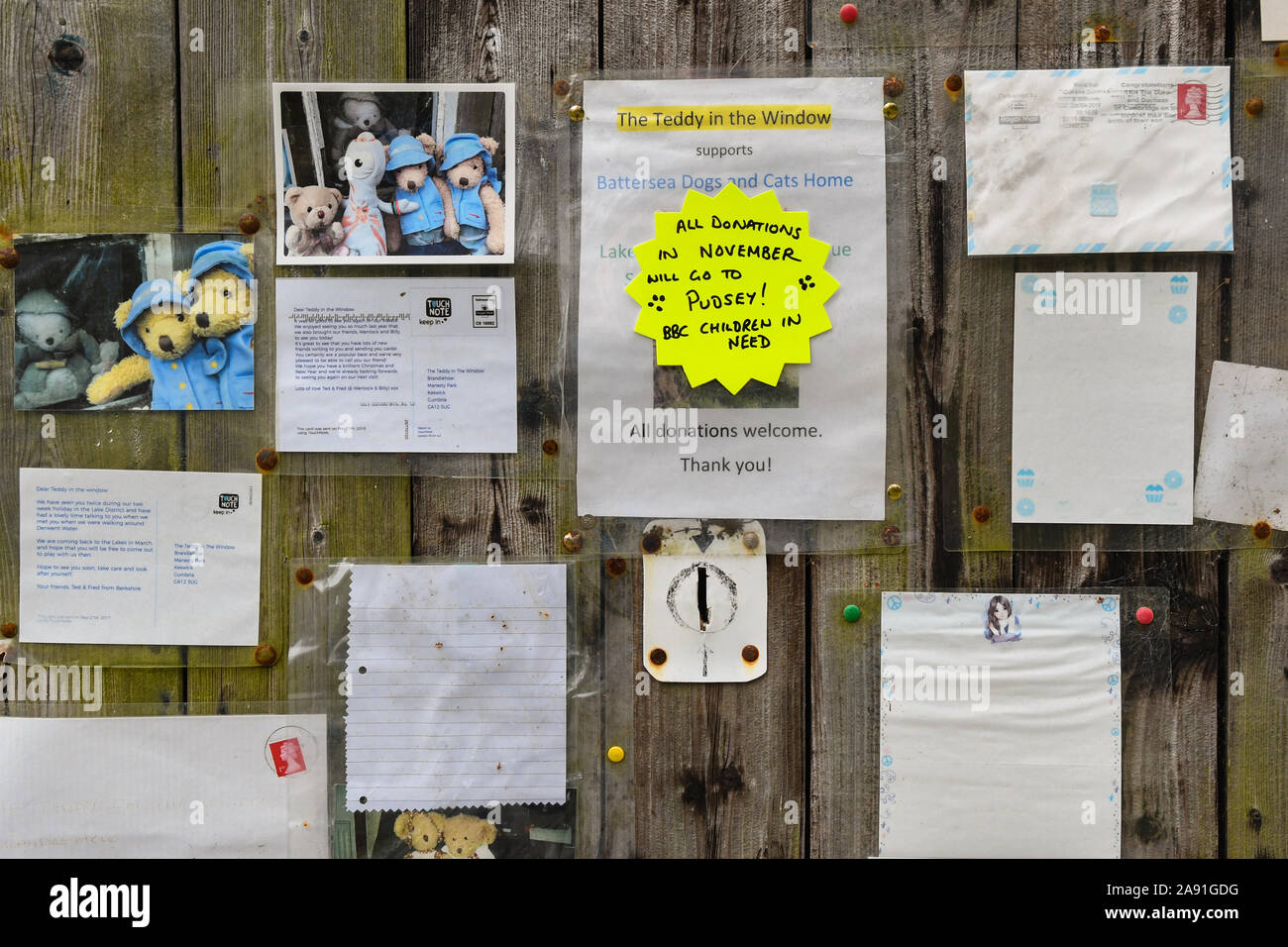 Nicht eingeforderte Teddy im Fenster verloren und Postkarten zu ihm geschickt, jetzt ein fundraiser - Brandlehow, Manesty Park, Derwentwater, Cumbria, England, Großbritannien Stockfoto