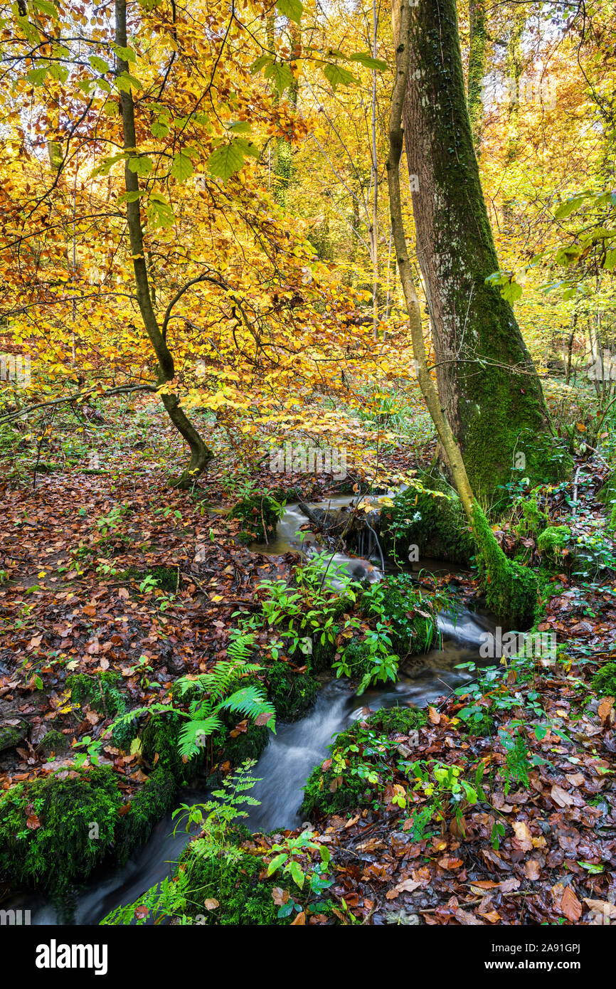 Stream durch die herbstlichen Wälder in der Nähe von Llandogo, Wales. Stockfoto