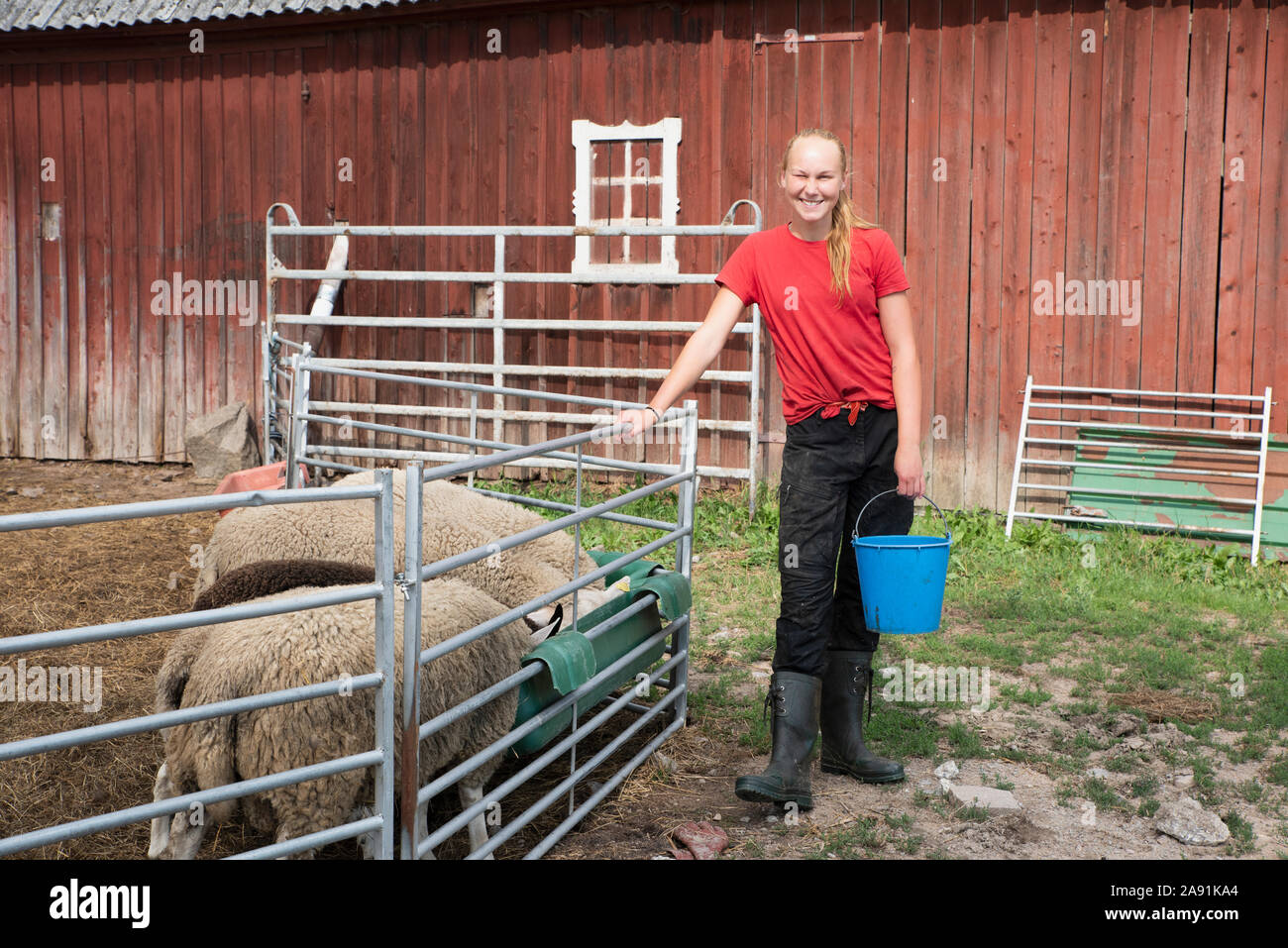 Junges Mädchen stehen in der Nähe der Schafe Stockfoto