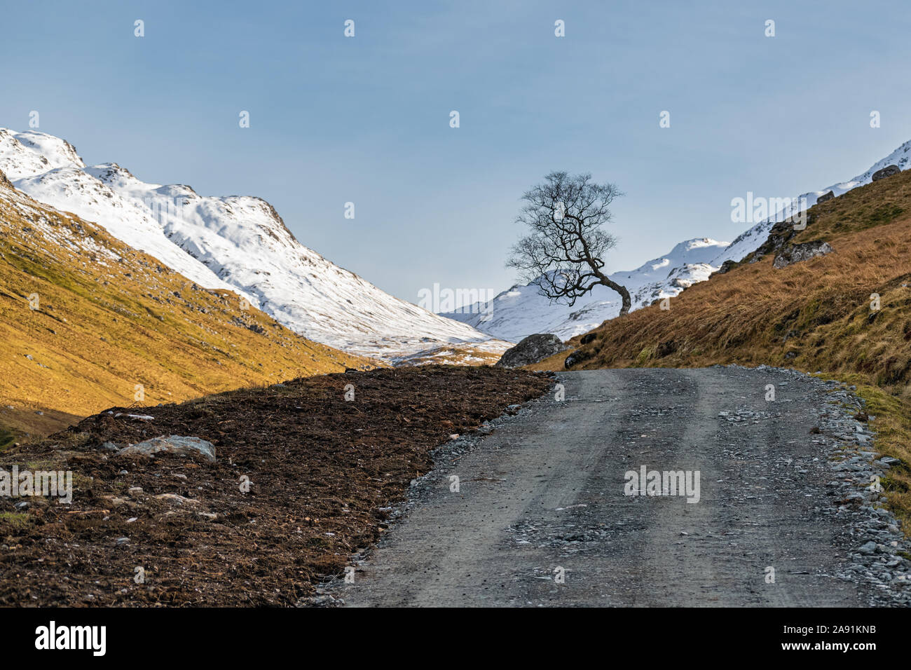 Einsamer Baum im Glen Falloch Stockfoto