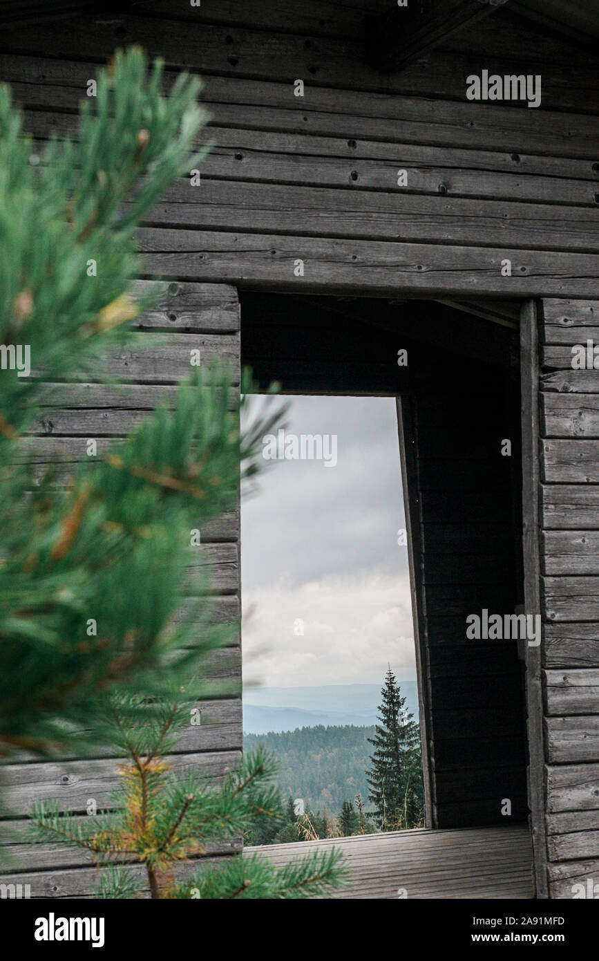 Wald im Haus Fenster reflektiert Stockfoto