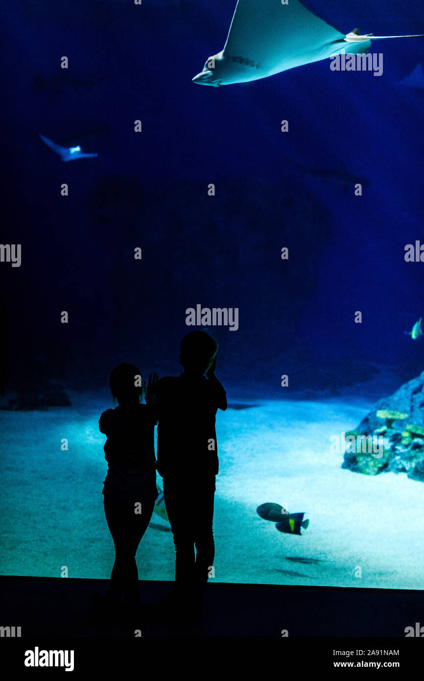 Kinder, die Fische im Aquarium zu betrachten Stockfoto