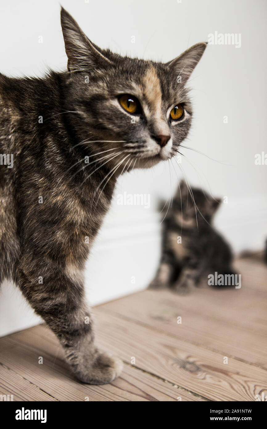 Schildpatt-Katze Stockfoto