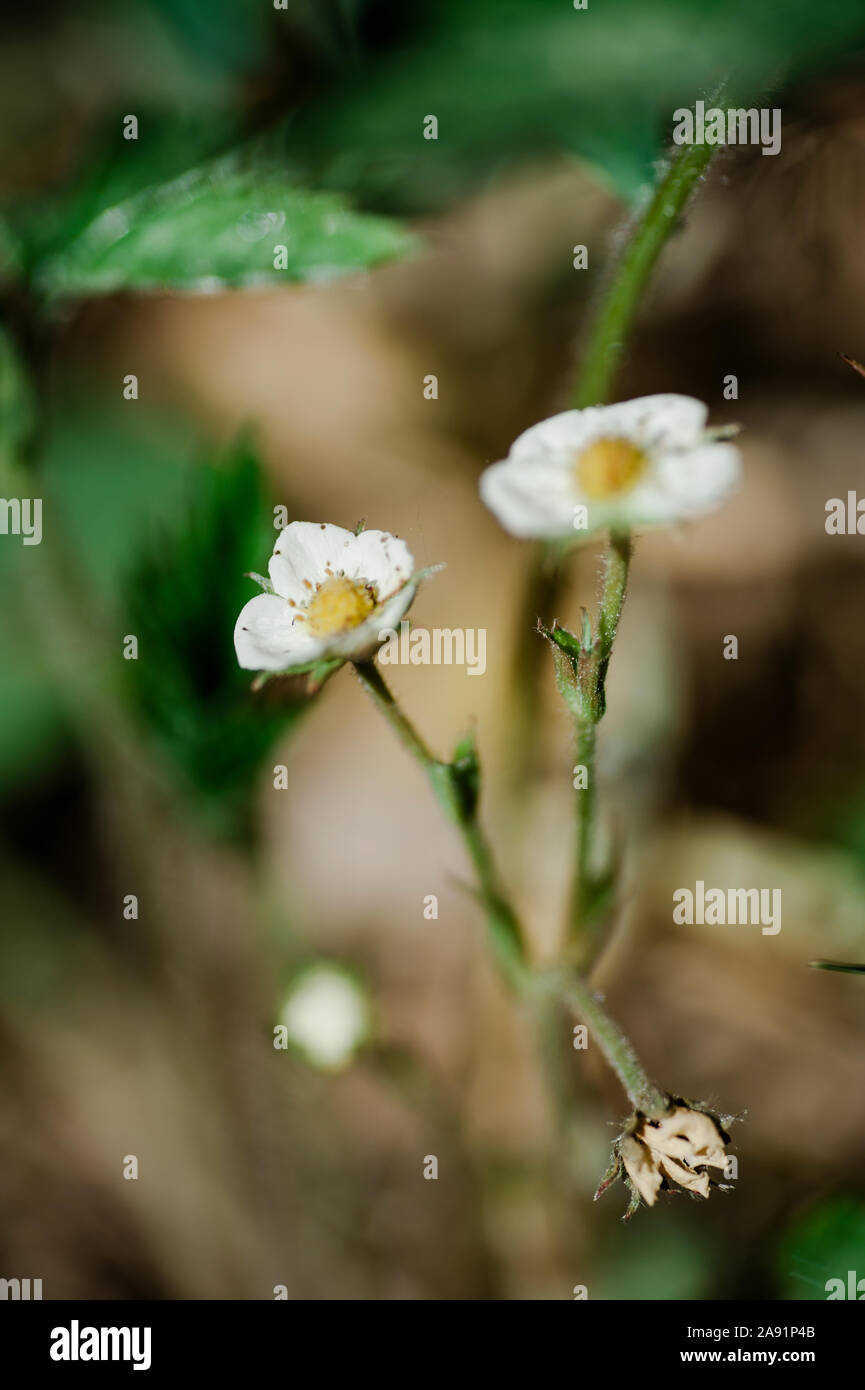 Erdbeere Blumen Stockfoto