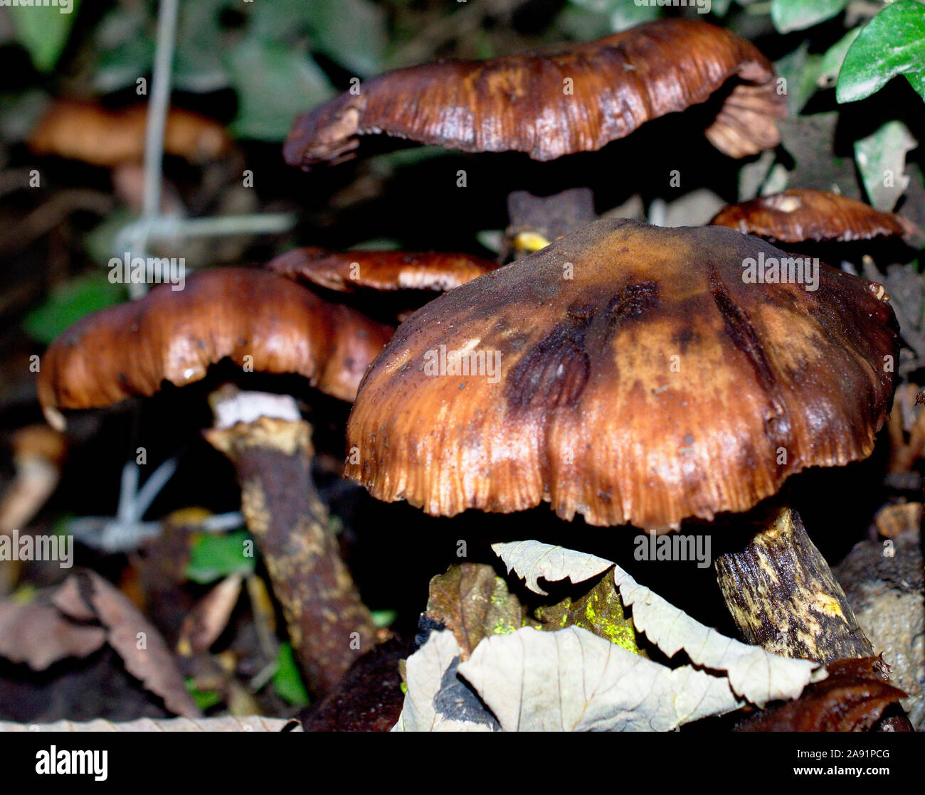 Braun unbekannte Pilze wachsen auf den feuchten Unterholz Stockfoto