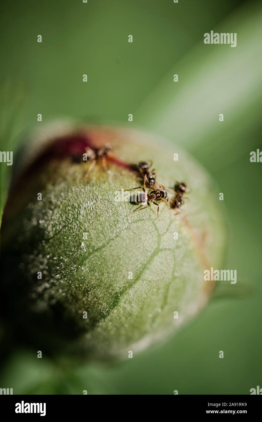 Ameisen auf blütenknospe Stockfoto