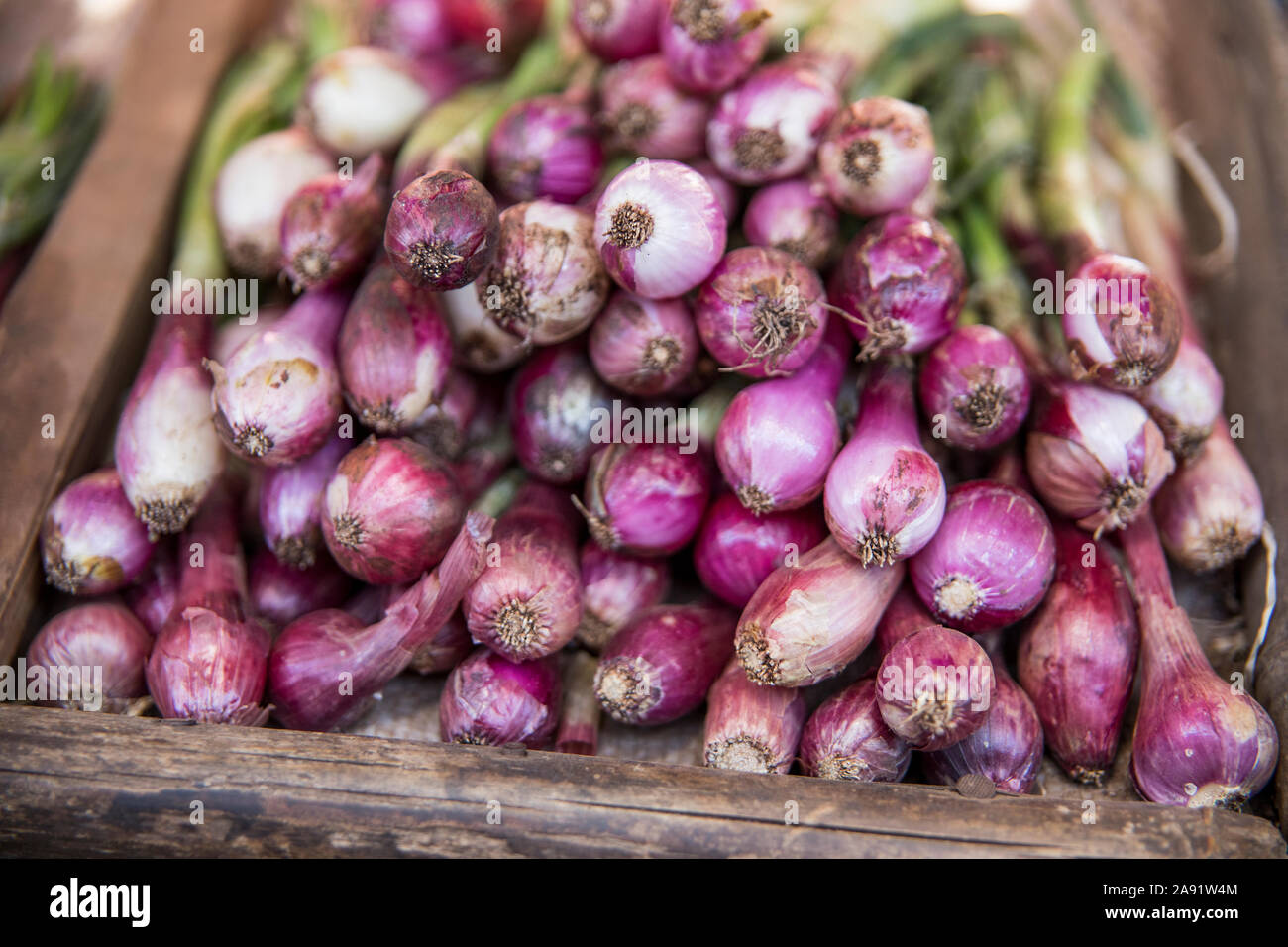 Rote Zwiebeln Stockfoto