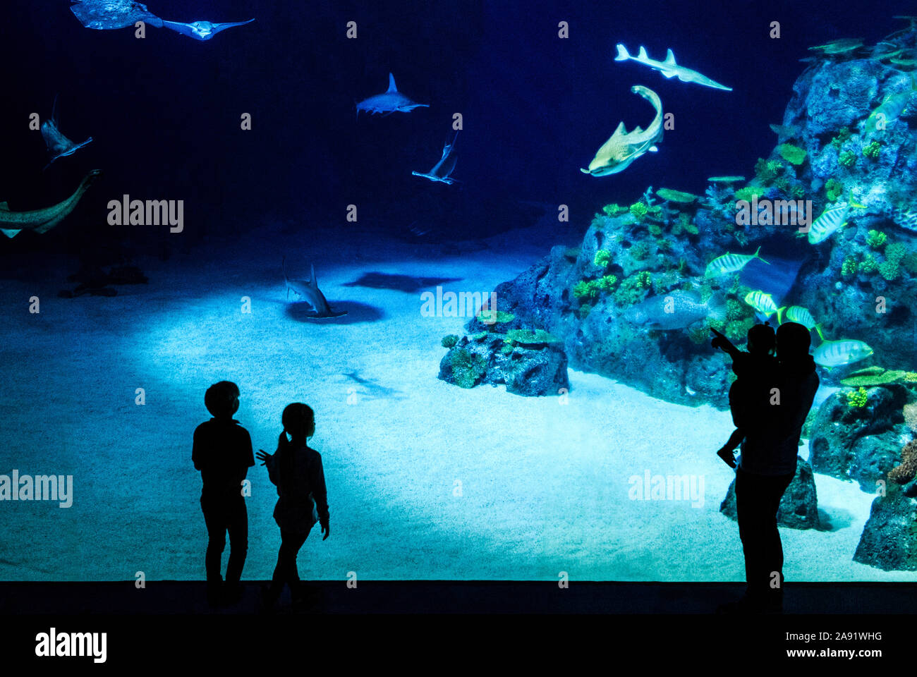 Familie mit Blick auf die Fische im Aquarium Stockfoto