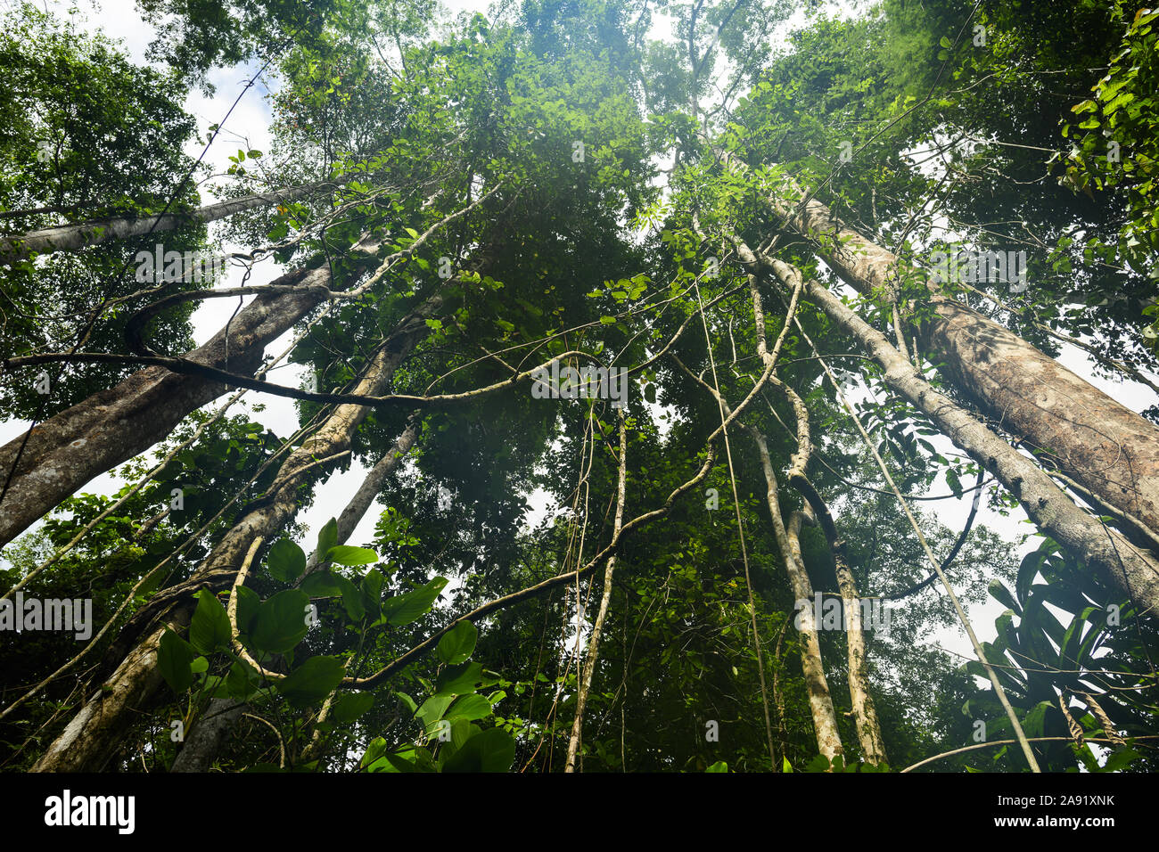 (Selektive Fokus) atemberaubenden Blick auf einige tropische Bäume mit schönen grünen Kronen in den tropischen Regenwald des Taman Negara National Park. Stockfoto