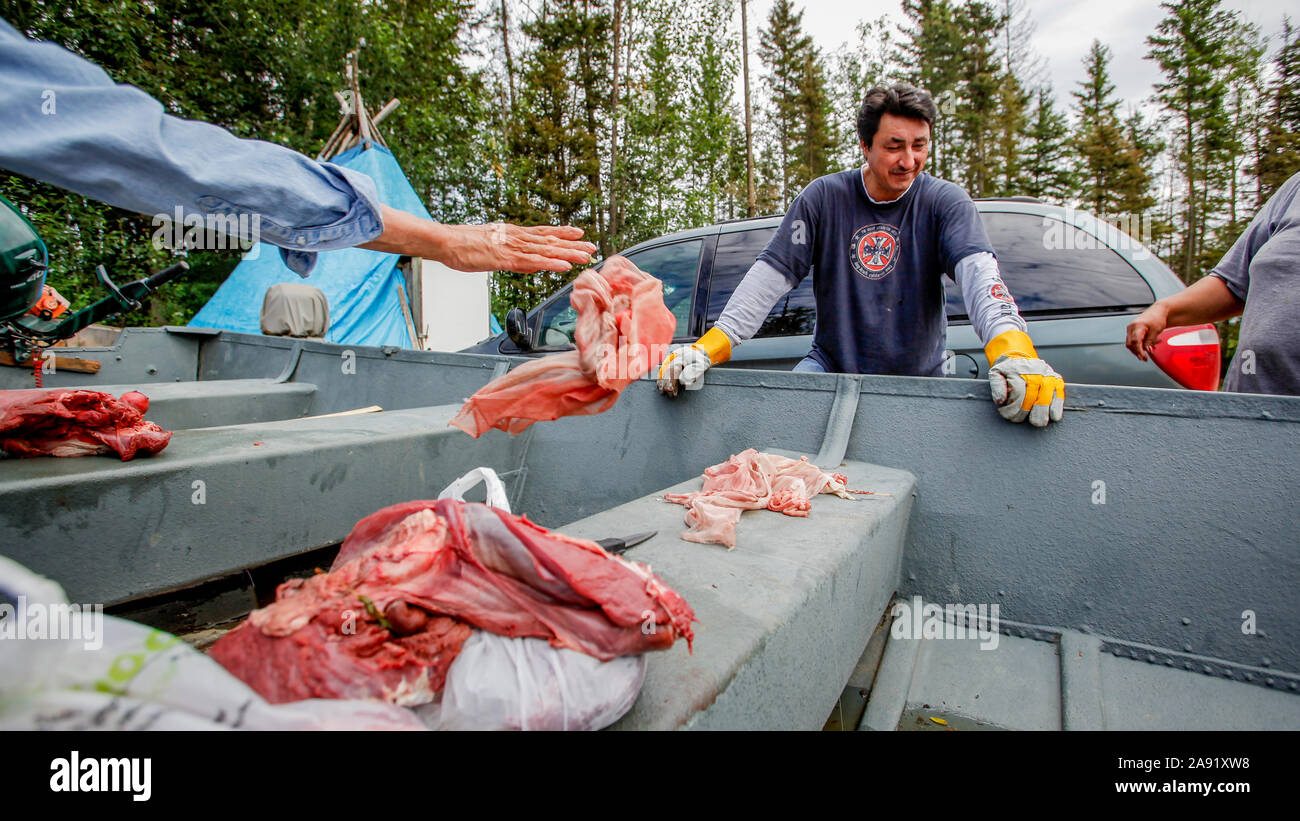 Die chipewyan Band der ersten Nation, lebt in Fort McKay sind über die Umweltauswirkungen, die das sand Unternehmen in ihrer Nachbarschaft zu betreiben besorgt. Dennis LeCorde spricht von twoheaded Fisch in den Athabasca River. Sein Bruder Howard LeCorde Schnitte Fleisch aus einem frisch getöteten Elche. Stockfoto