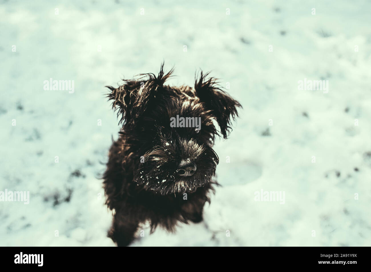 Welpen im Schnee Stockfoto