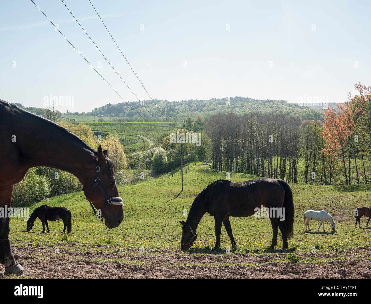 Pferde grasen auf der Weide Stockfoto