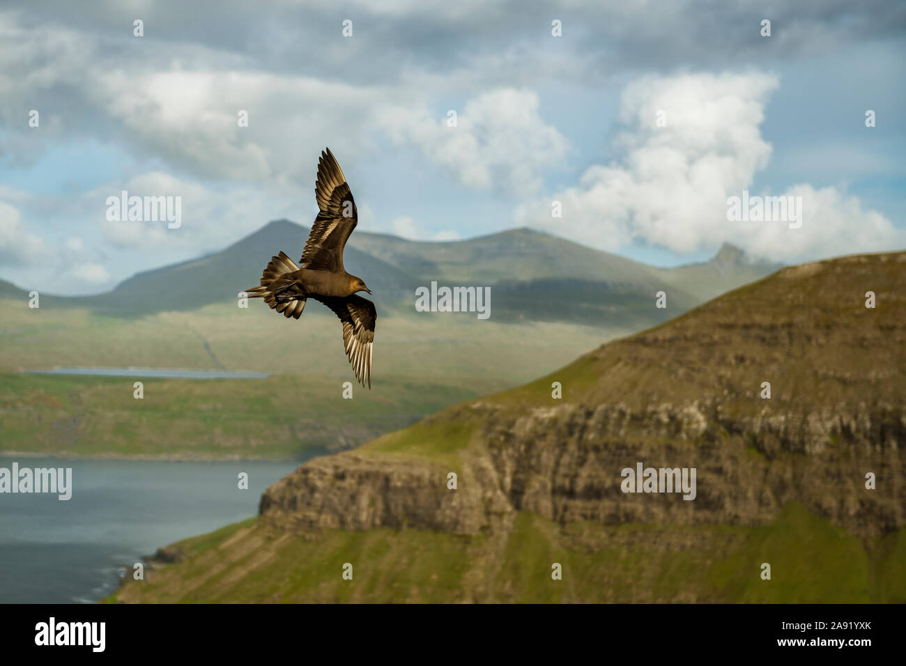 Bird Of Prey fliegen Stockfoto