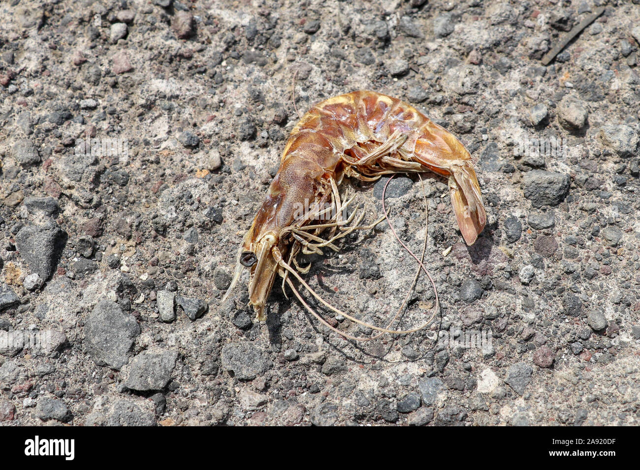 Tropische Sonne getrocknet King Prawn auf einer konkreten Pol. Schalentiere eingerollt. Nahaufnahme von Garnelen Körper mit vielen Beine und Kopf mit großen schwarzen Augen. Lange dünne. Stockfoto