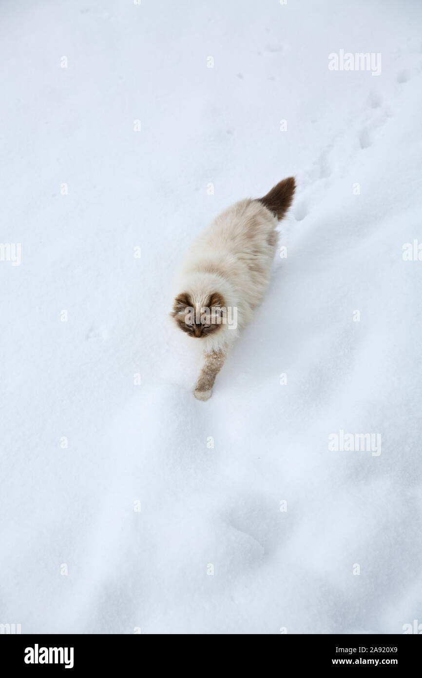 Katze zu Fuß durch Schnee Stockfoto