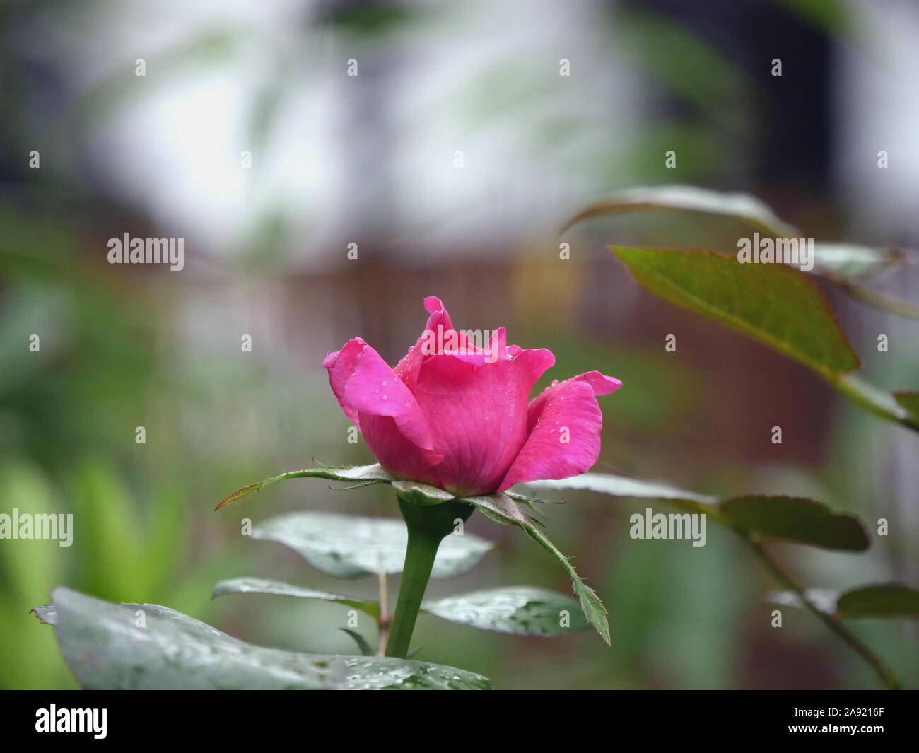 Pink rose bud am Anfang zu öffnen. Stockfoto