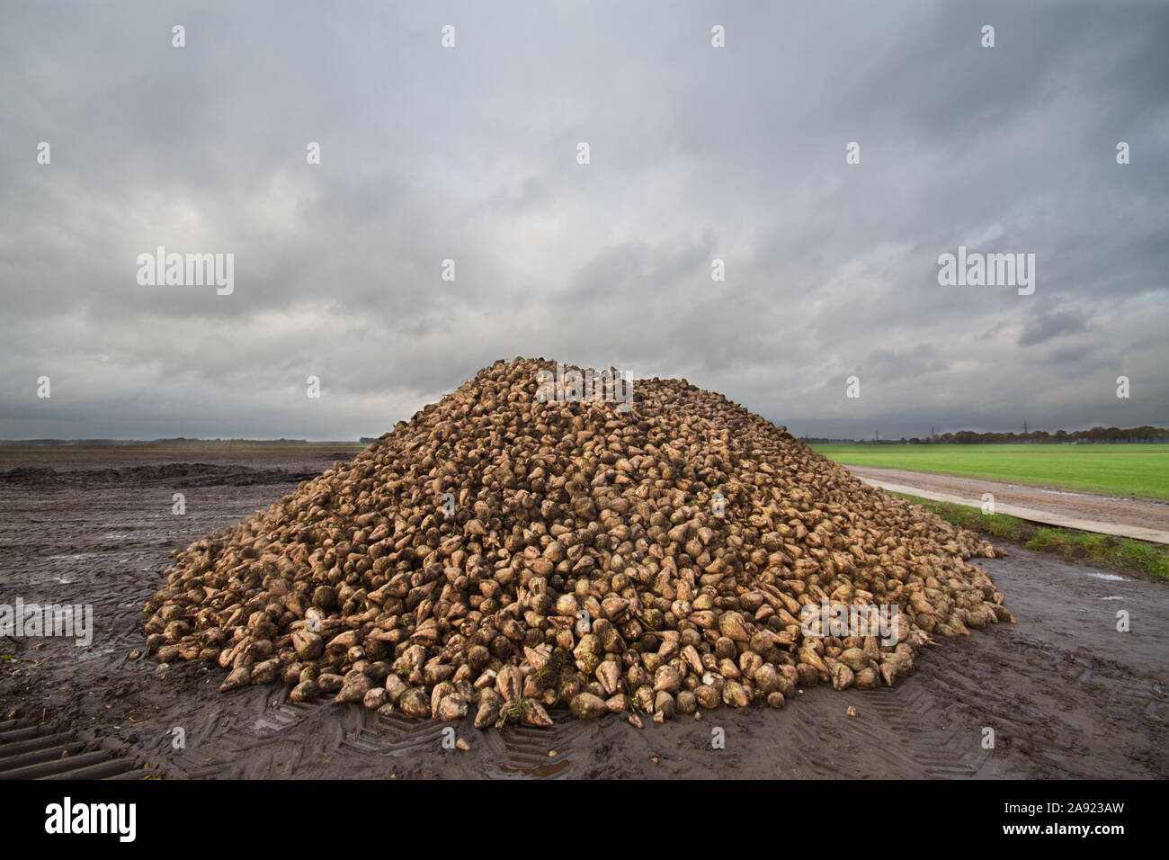 Haufen von Zuckerrüben im Herbst nach der Ernte unter einer dunklen und bedrohlichen Himmel Stockfoto