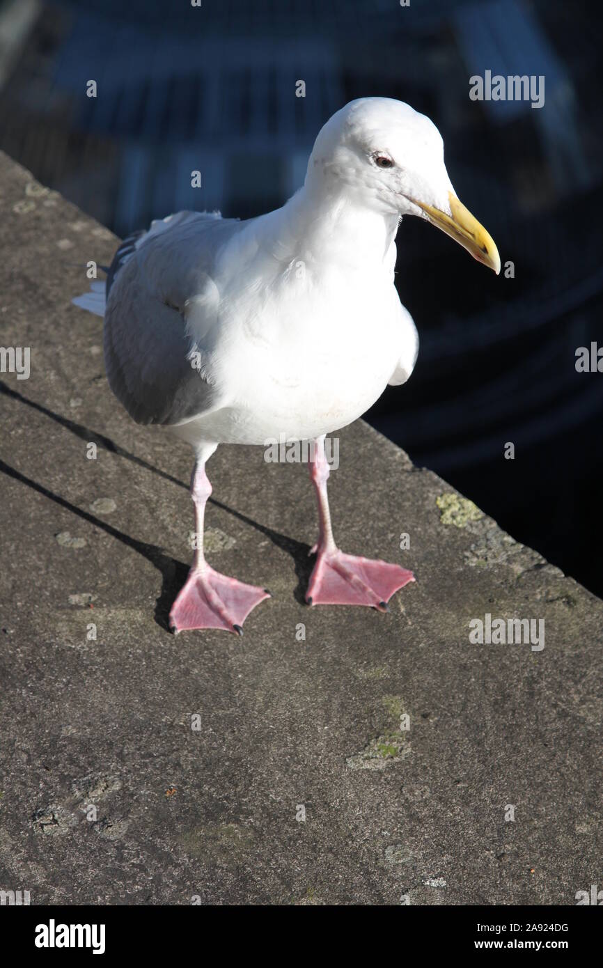 Eine europäische Silbermöwe (Larus argentatus) Möwe im Stanley Park, Vancouver, British Columbia, Kanada ruht Stockfoto