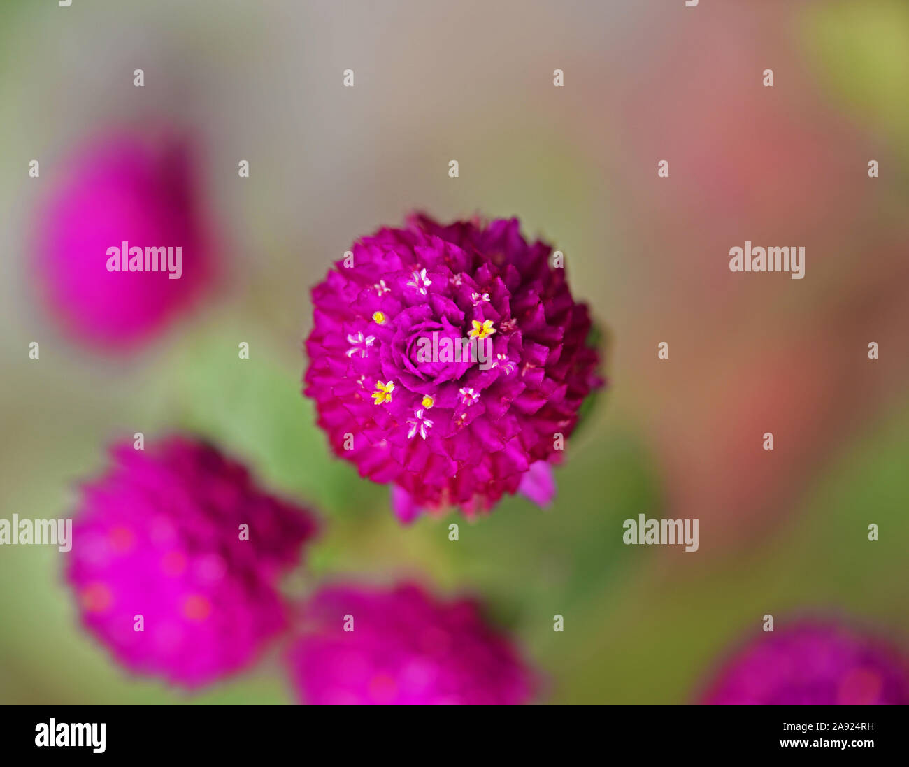 Makro Foto des schönen pinkfarbene Blüten mit gelb und Pfingstmontag Blütenstempel. Stockfoto