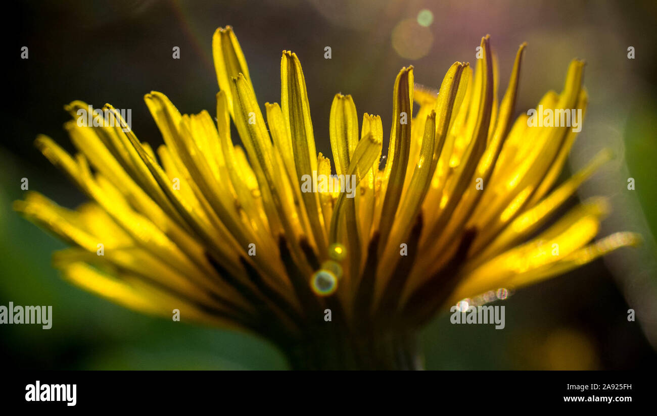 Nahaufnahme der Löwenzahn von der Sonne beschienen Stockfoto