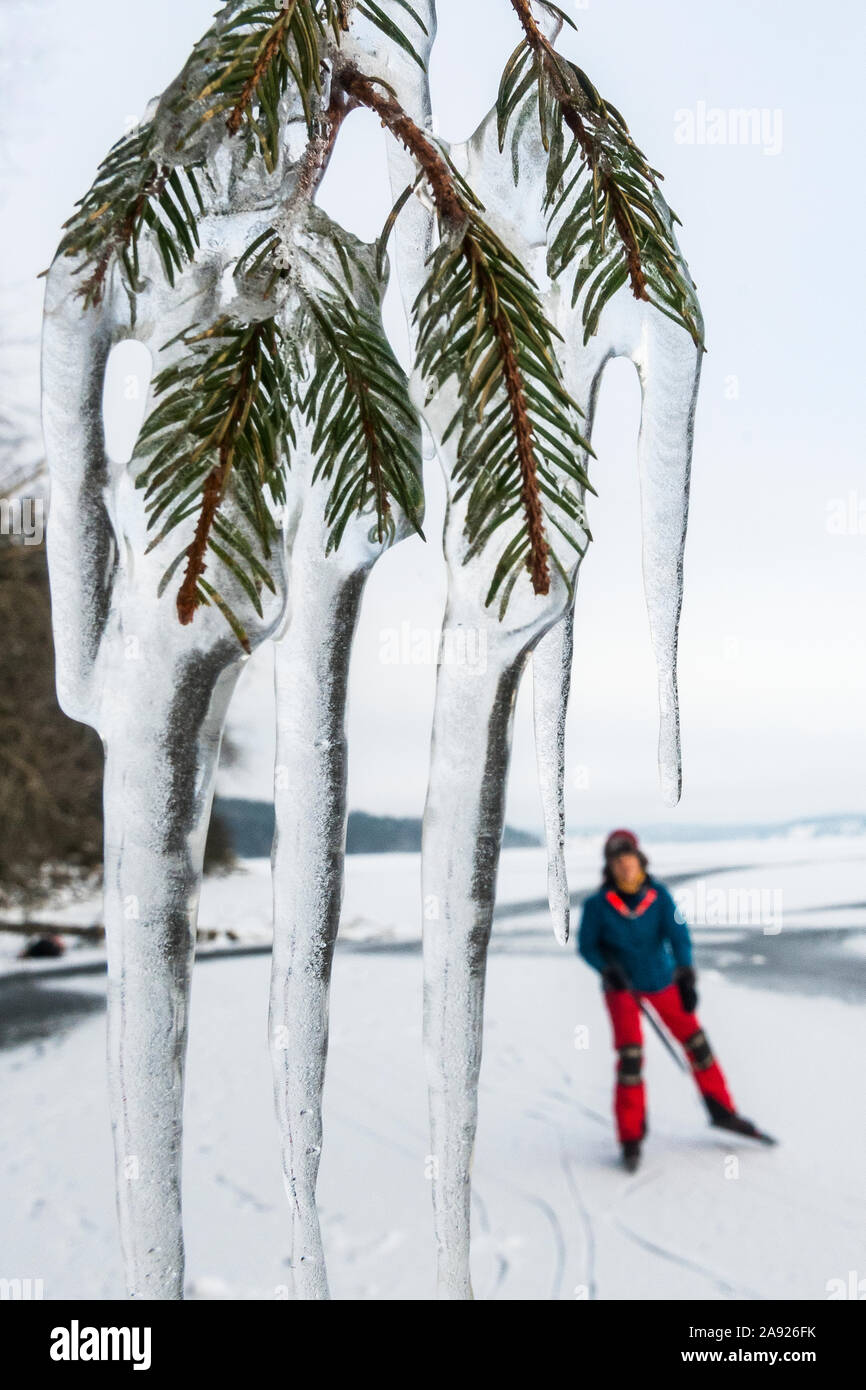 Eiszapfen an Kiefer Zweig, Eisläufer auf Hintergrund Stockfoto