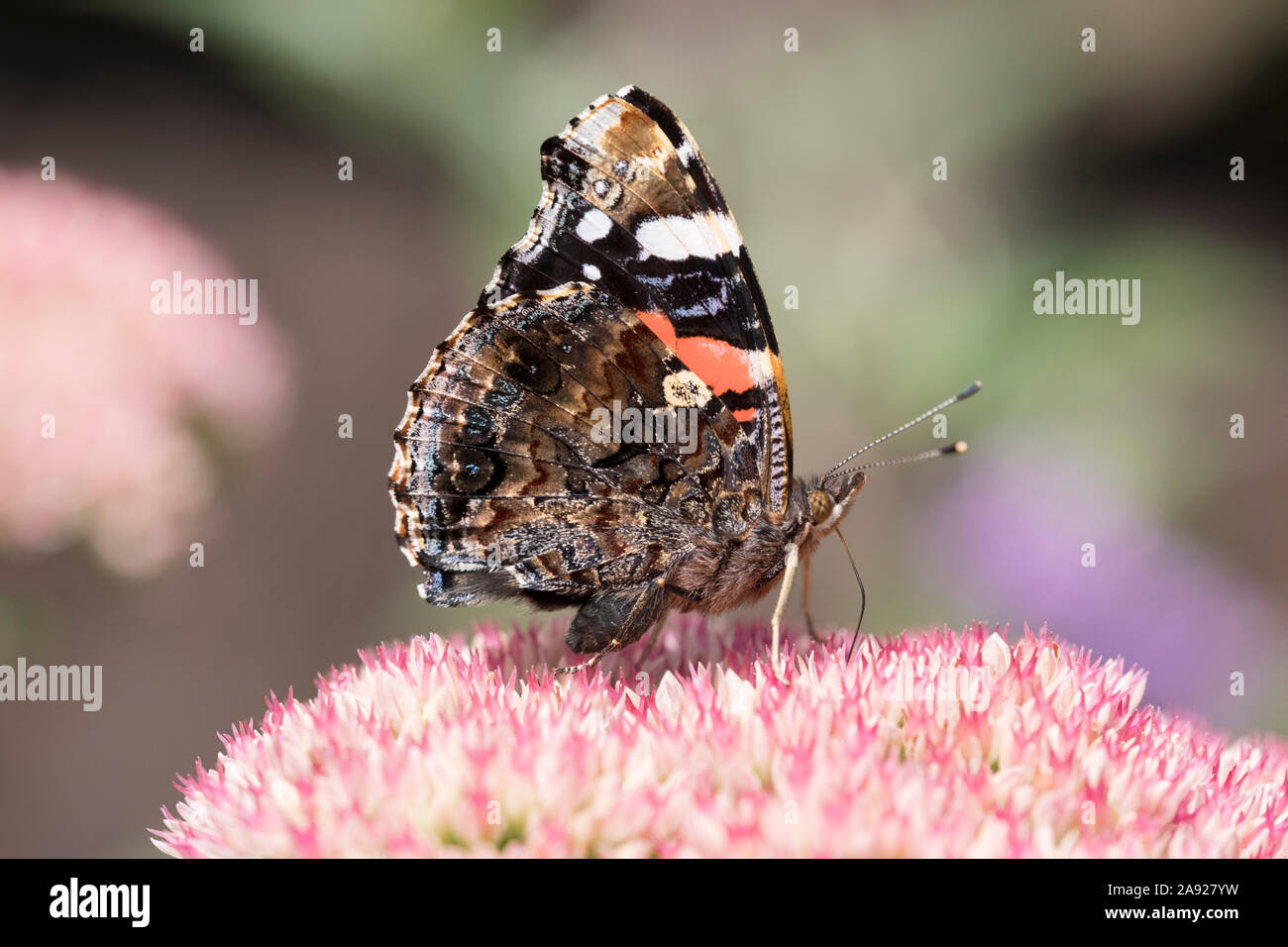 Tierwelt: Painted Lady butterfly (Vanessa atalanta) auf einem Rosa sedum Blüte. Stockfoto