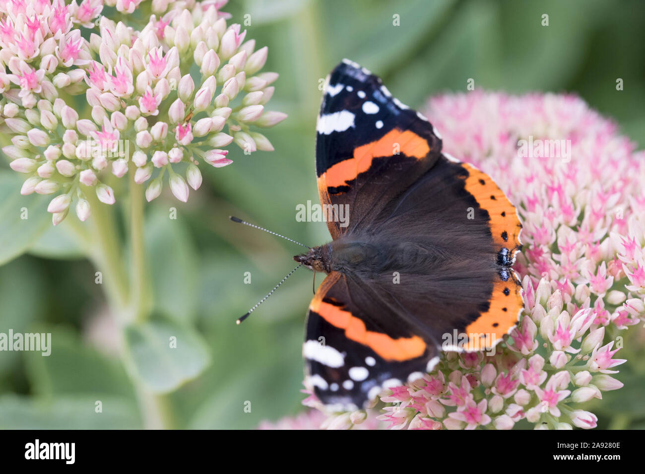 Tierwelt: Painted Lady butterfly (Vanessa atalanta) auf einem Rosa sedum Blüte. Stockfoto
