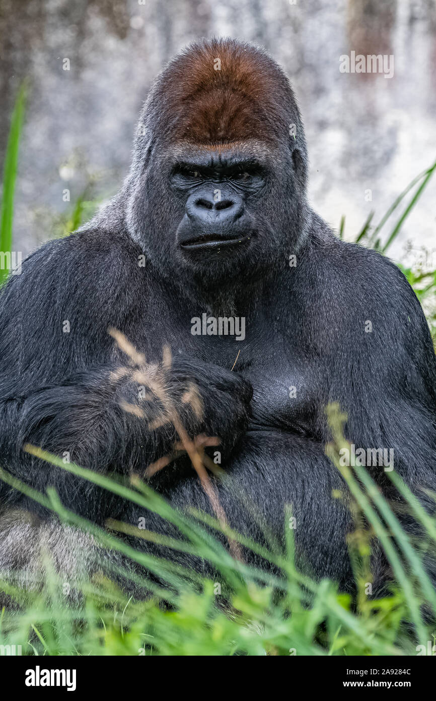 Gorilla Im Gras Stockfotos Und Bilder Kaufen Alamy