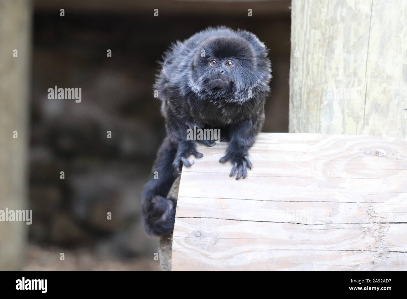 Weibliche Goeldi Monkey's, Francisco (Callimico goeldii) Stockfoto