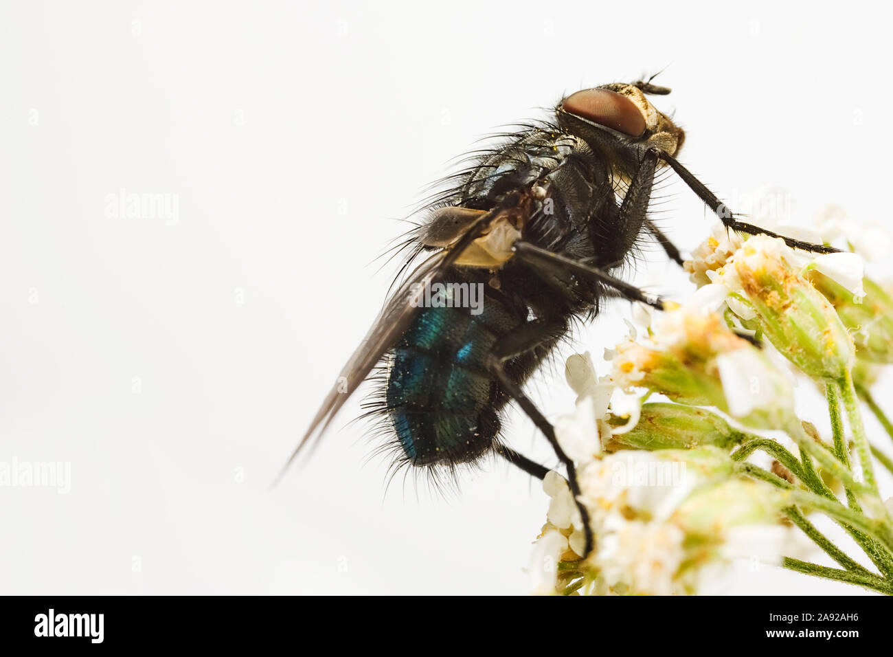 Totenfliege (Cynomyia Mortuorum) Stockfoto