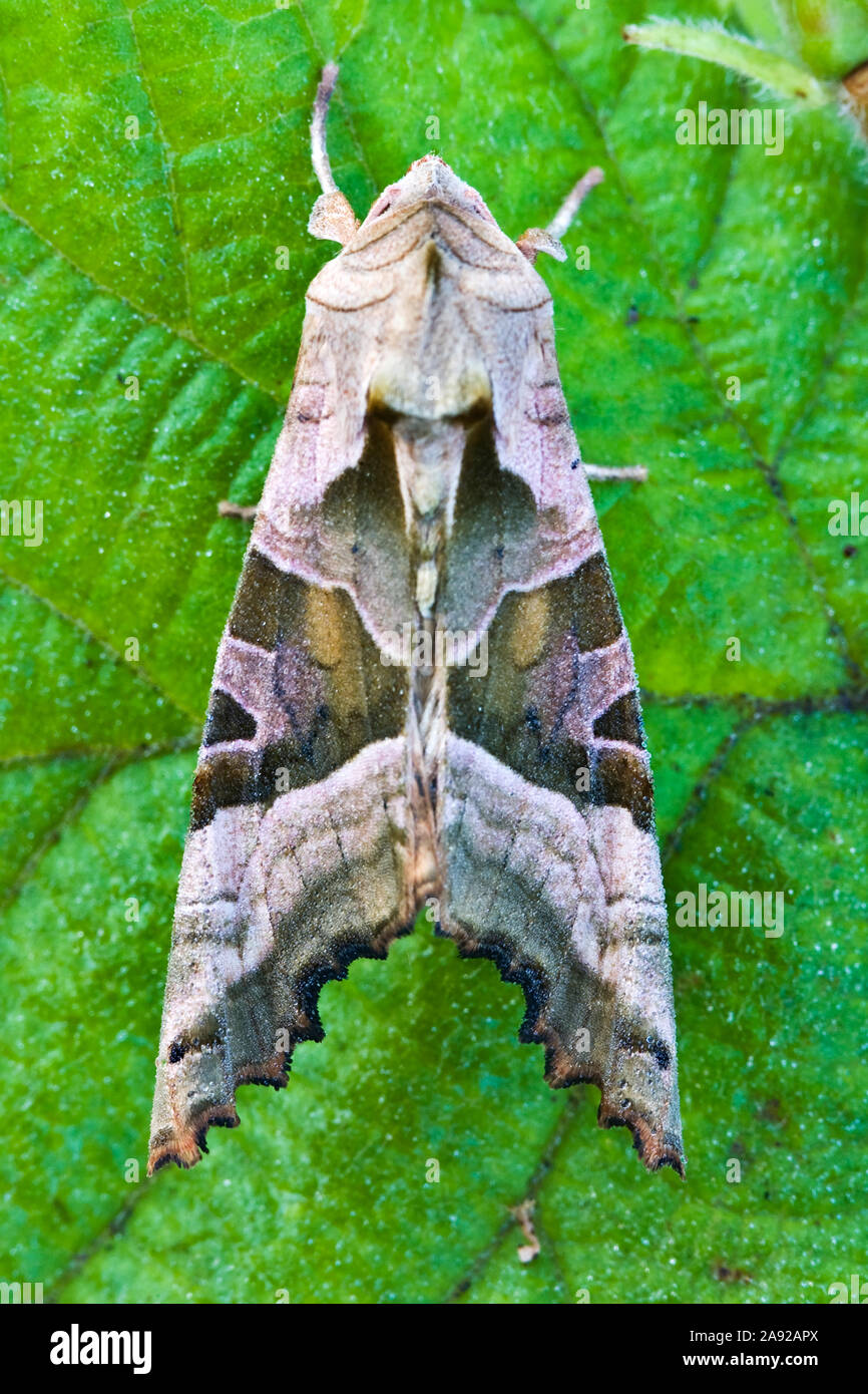 Achateule (Phlogophora meticulosa) Stockfoto